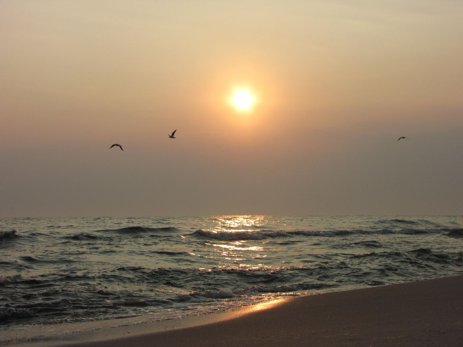 Canon PowerShot SX1 IS sample photo. Baltic sea, sunrise, birds photography