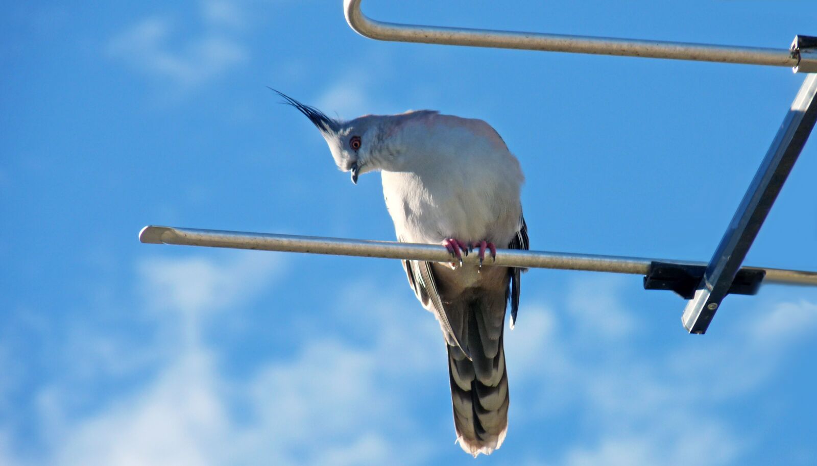 Panasonic Lumix DMC-FZ28 sample photo. Bird, pigeon, antenna photography