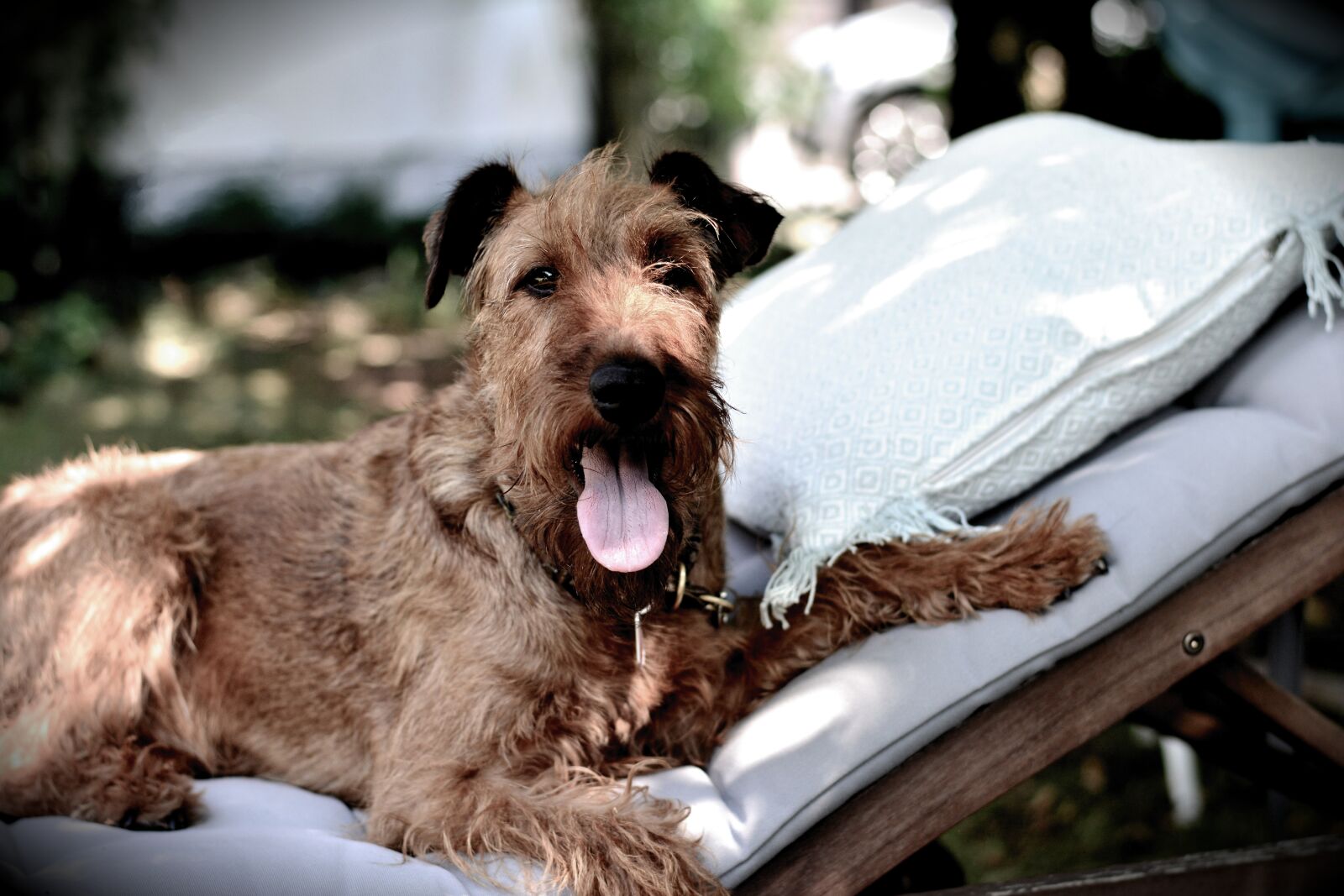 Nikon D5200 sample photo. Irish terrier, dog, terrier photography