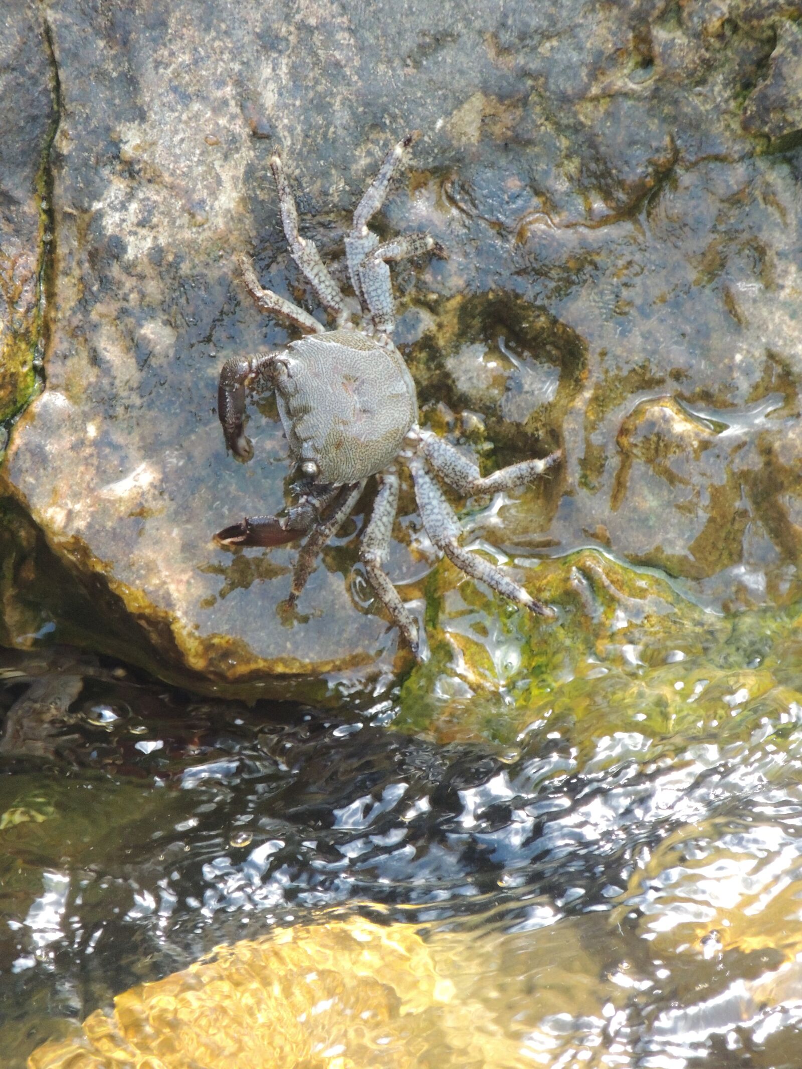 Nikon Coolpix P510 sample photo. Crab, water, great photography