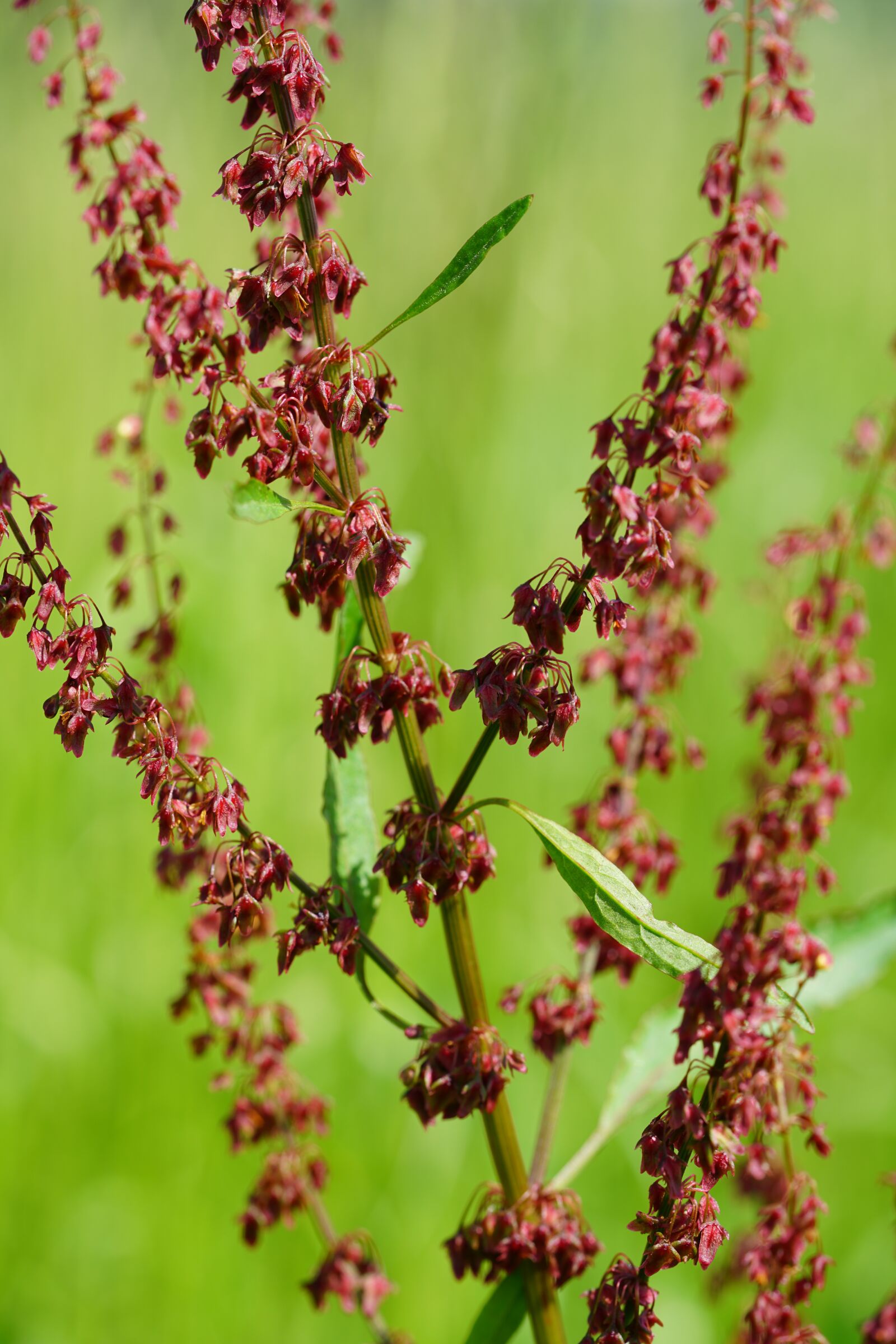 Sony a7R II + Sony FE 90mm F2.8 Macro G OSS sample photo. Inflorescence, sorrel, pods photography
