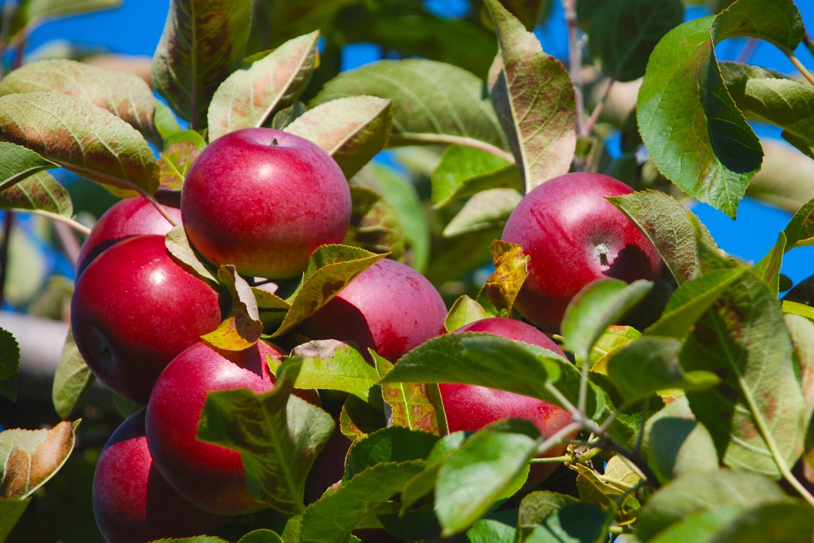 Nikon D80 sample photo. Nature, tree, apple photography