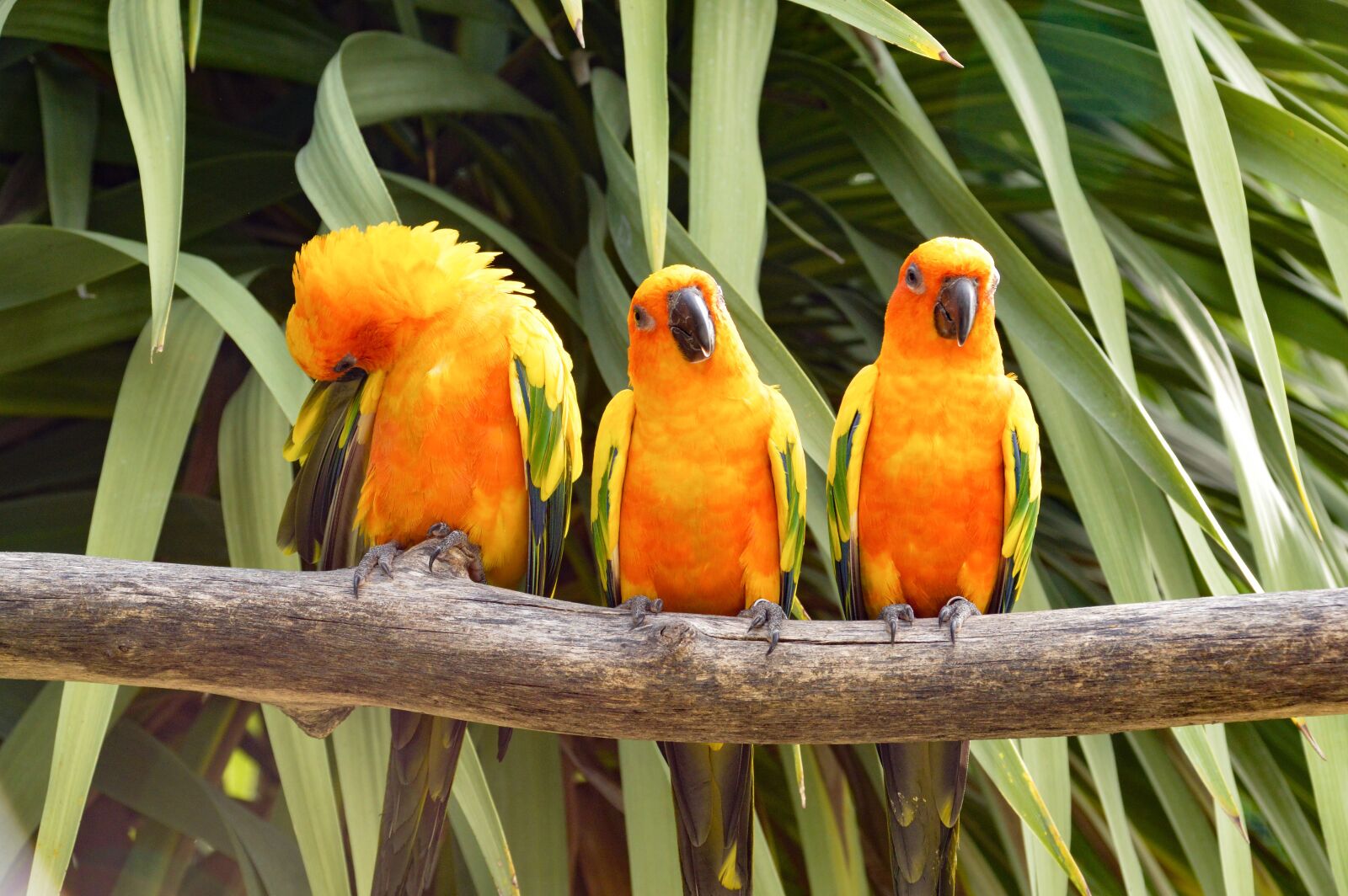 Nikon D3200 sample photo. Conure, birds, parrot photography