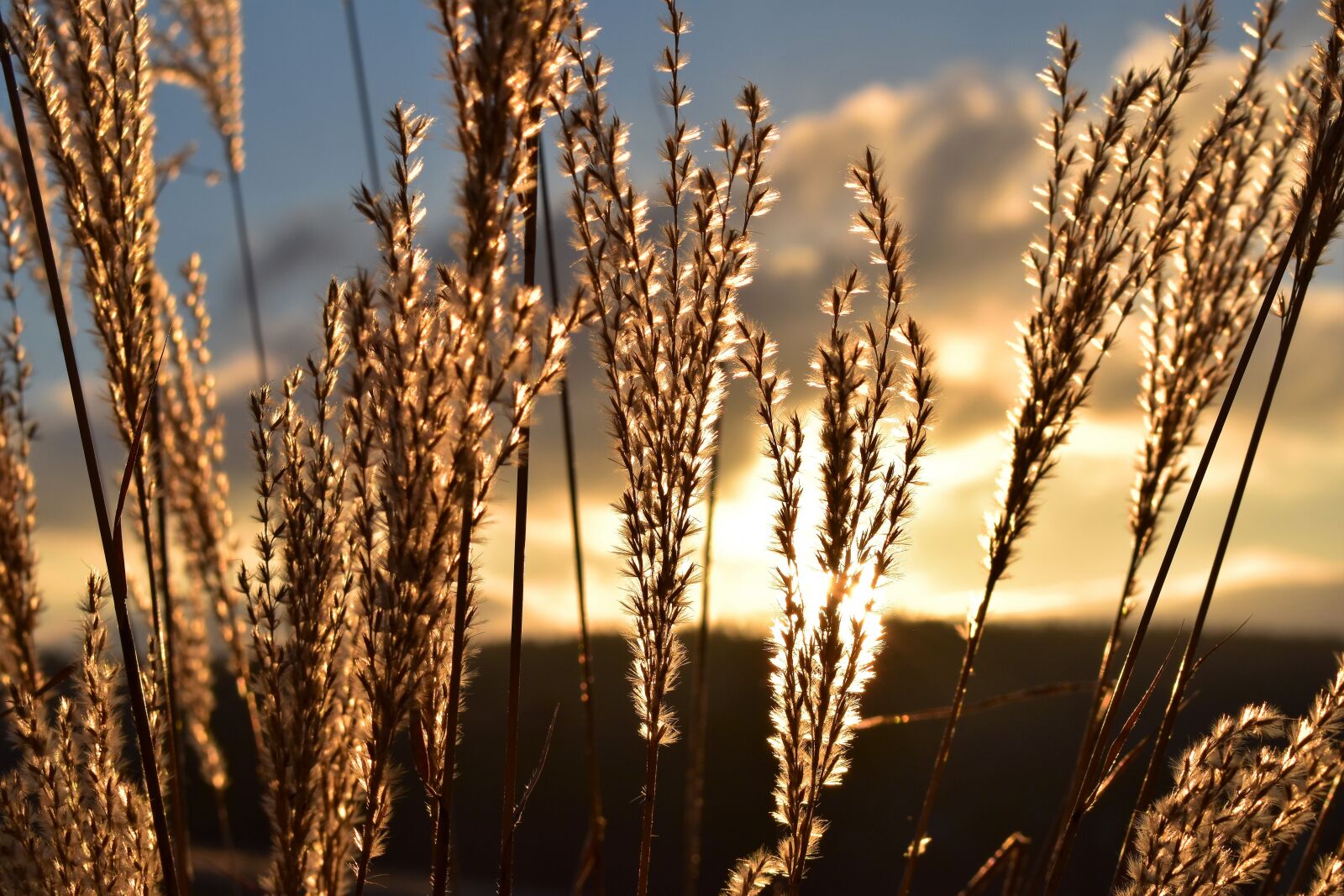 Nikon D5500 sample photo. Grass, nature, sunrise photography