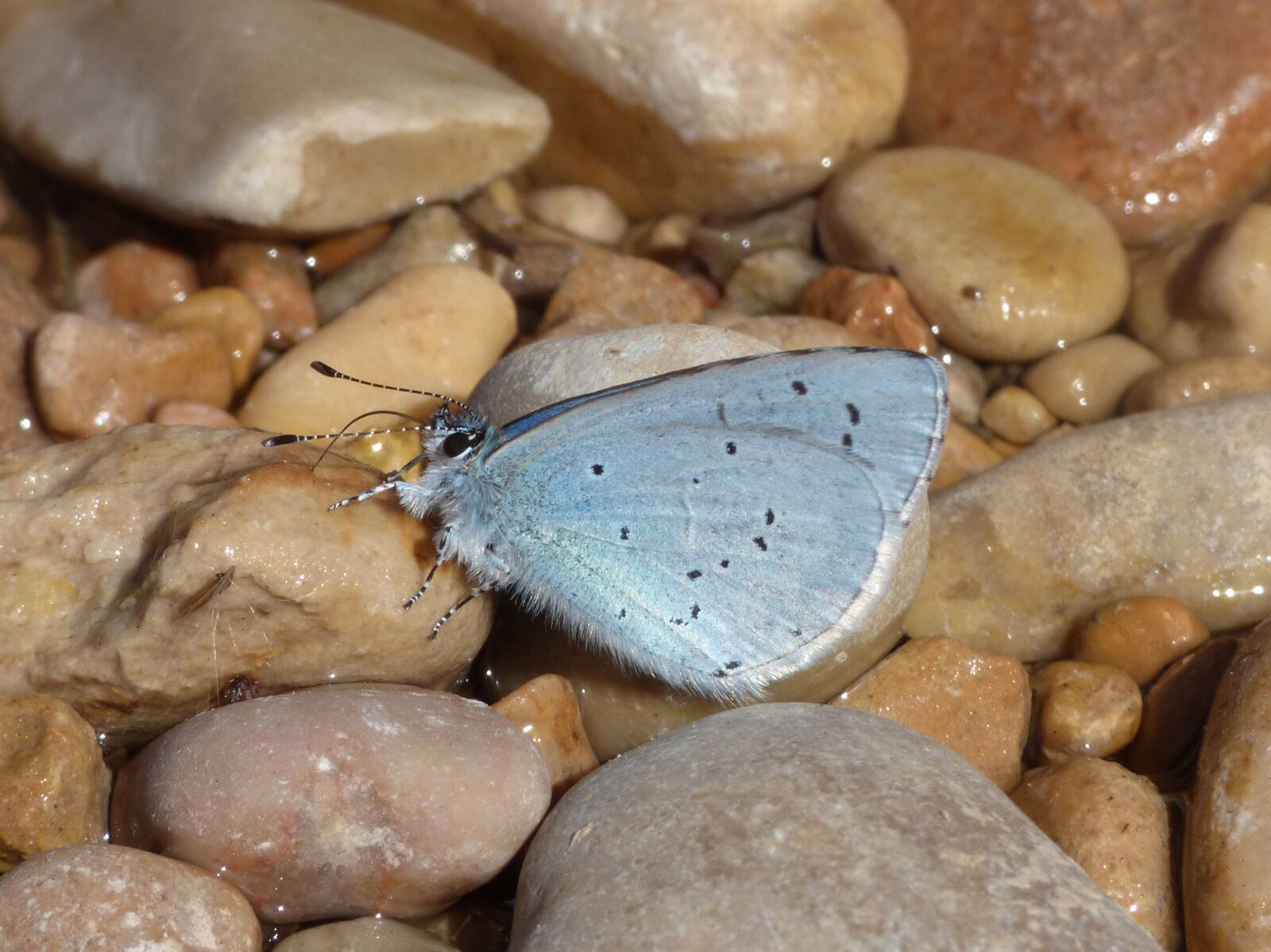 Panasonic Lumix DMC-FZ70 sample photo. Butterfly, turquoise mediterranean, glaucopsyche photography