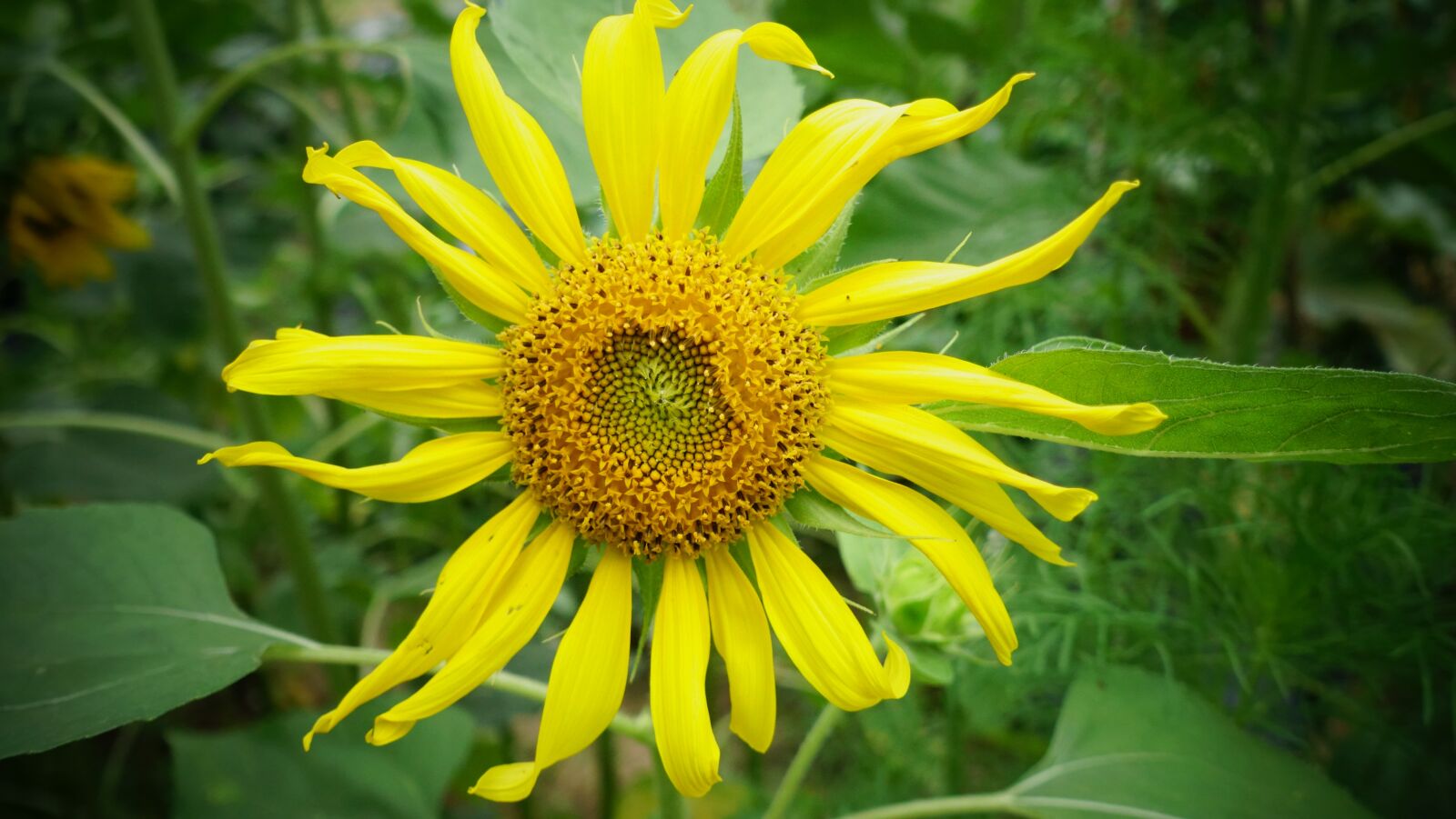 Sony Cyber-shot DSC-RX100 III sample photo. Sunflower, flowers, yellow photography
