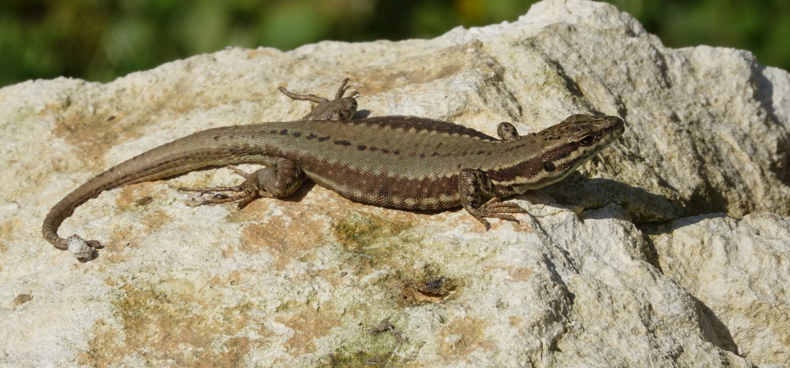 Sony Cyber-shot DSC-RX10 III sample photo. Lizard, nature, reptile photography