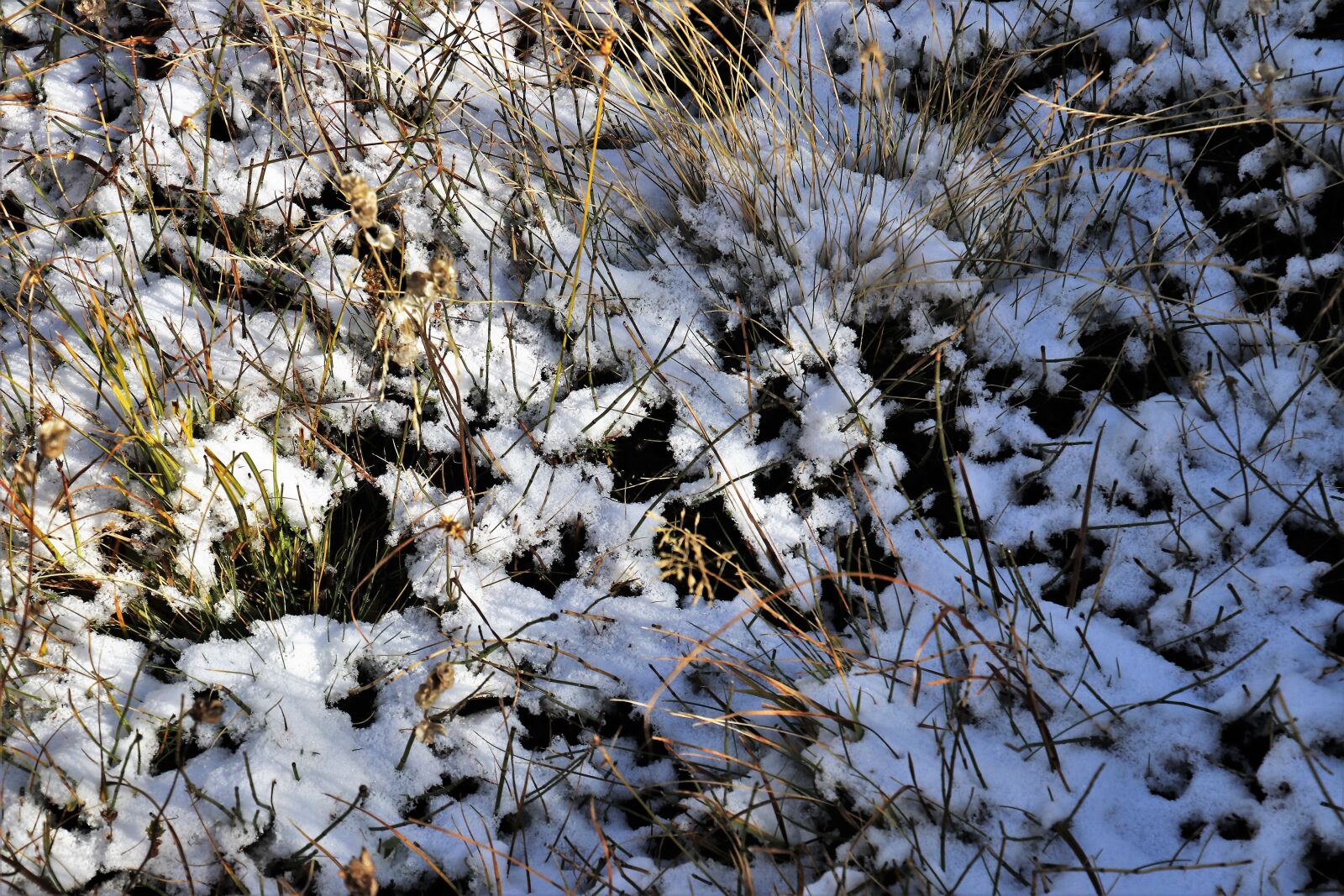 Canon EOS 80D sample photo. First snow, mountain, grass photography