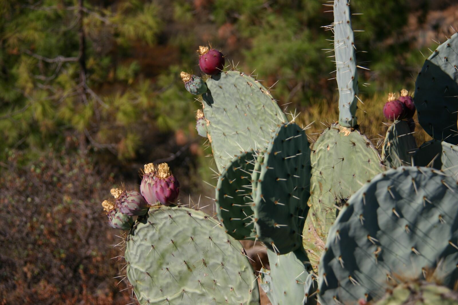 Canon EOS 300D (EOS Digital Rebel / EOS Kiss Digital) sample photo. Cactus, landscape, desert photography