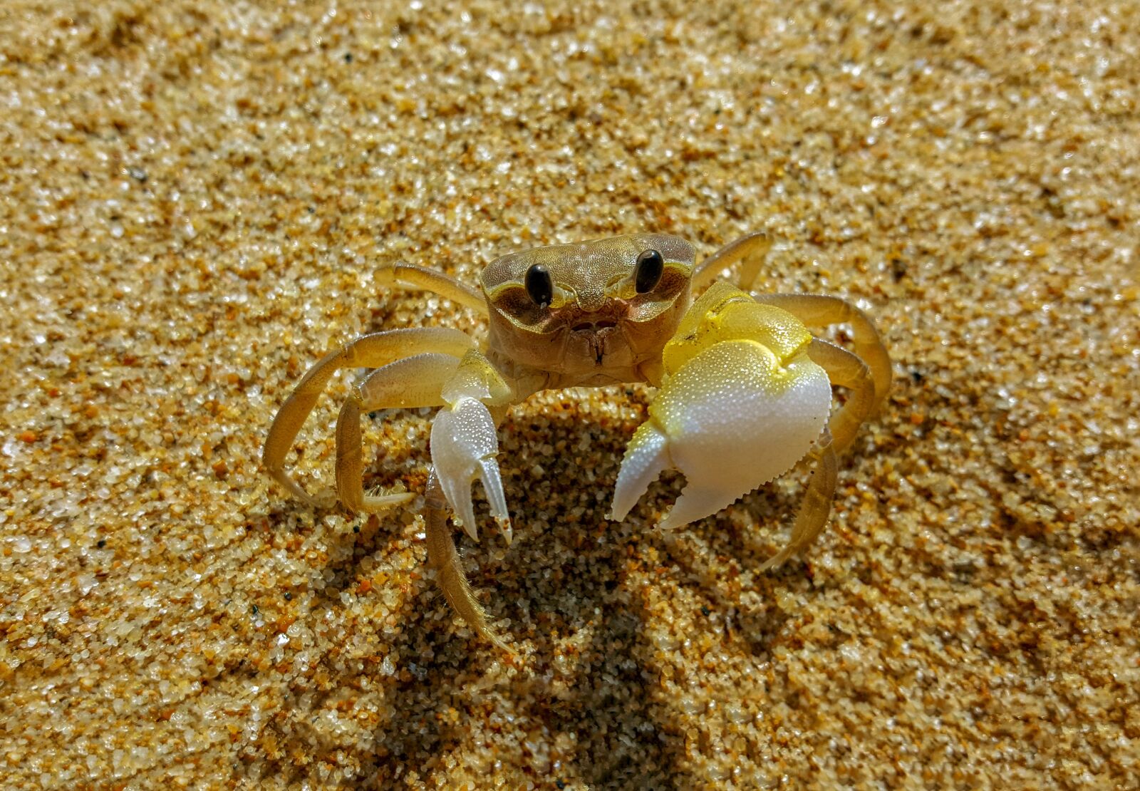 Samsung Galaxy Note5 sample photo. Crab, vietnam, outdoor photography