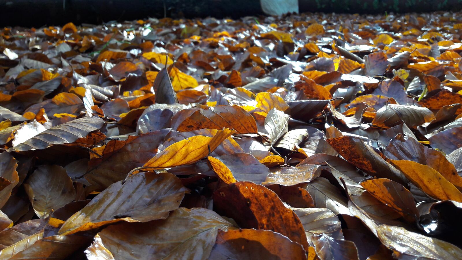 Samsung Galaxy A5(2016) sample photo. Autumn, leaves, fall foliage photography