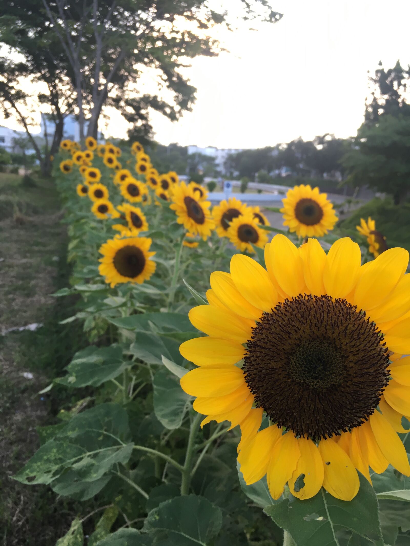 iPhone 6s back camera 4.15mm f/2.2 sample photo. Sunflower, sunflowers photography