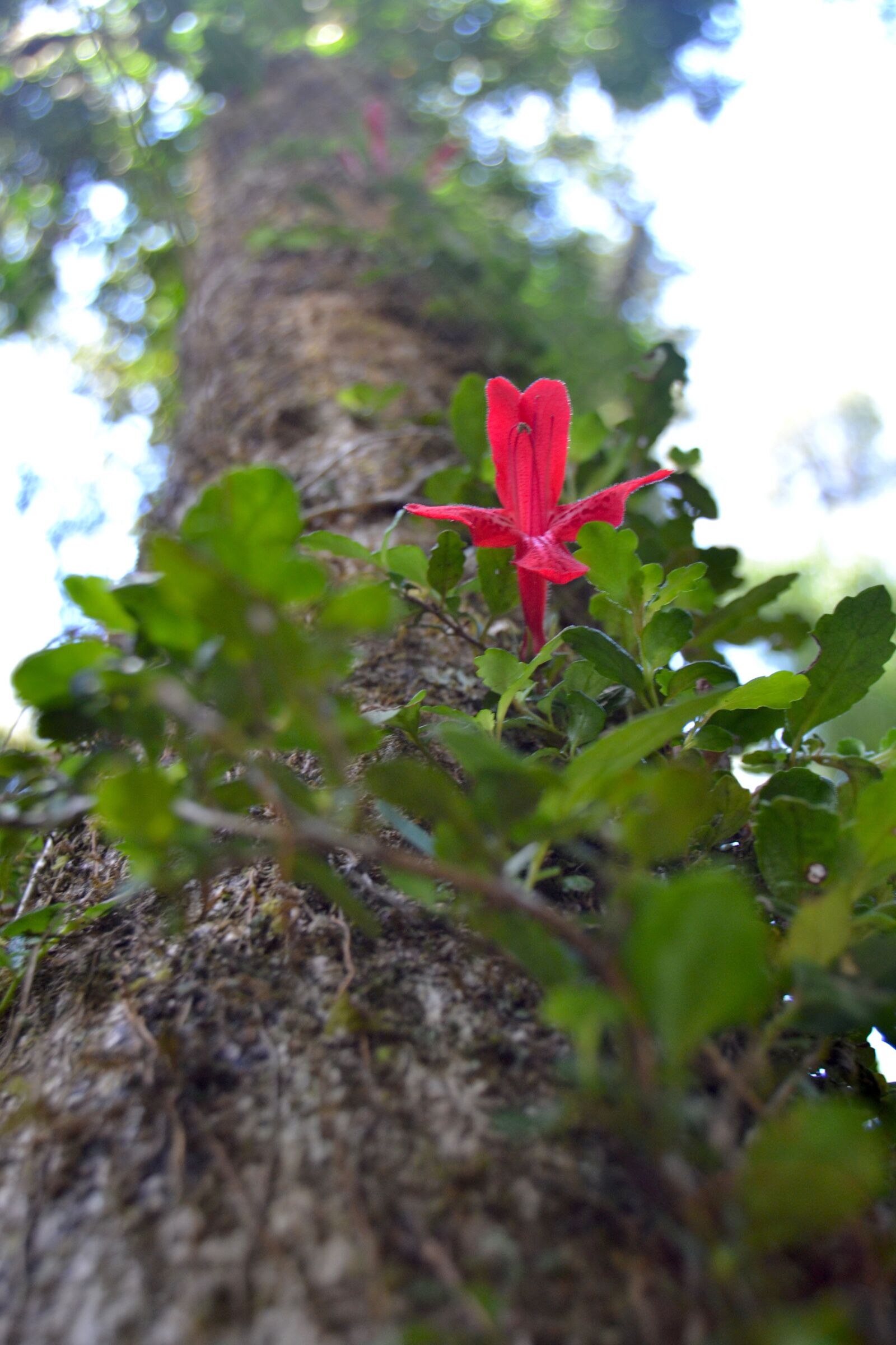 Nikon D3100 sample photo. Flower, red, tree photography
