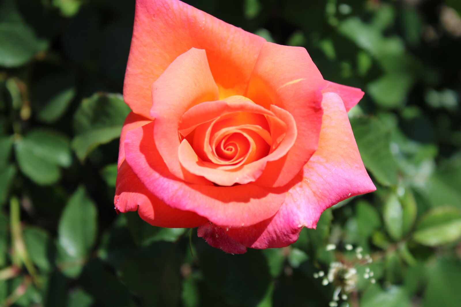 Canon EOS 2000D (EOS Rebel T7 / EOS Kiss X90 / EOS 1500D) sample photo. Rose, morgenrot, red photography
