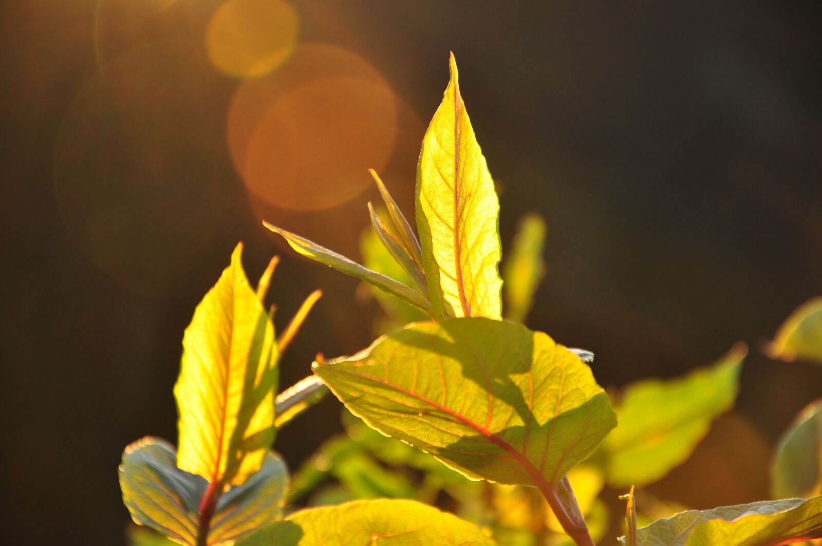 Nikon D90 sample photo. Leaf, nature, plant photography