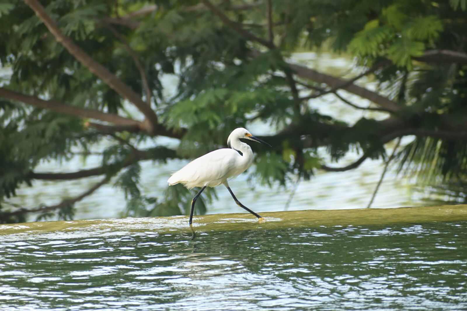 Nikon D3500 sample photo. Morning, mexico, egret photography
