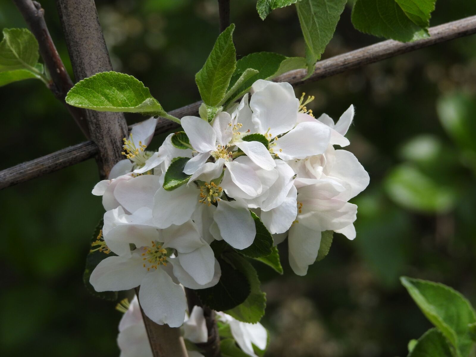 Nikon Coolpix P900 sample photo. Apple blossom, blossom, bloom photography