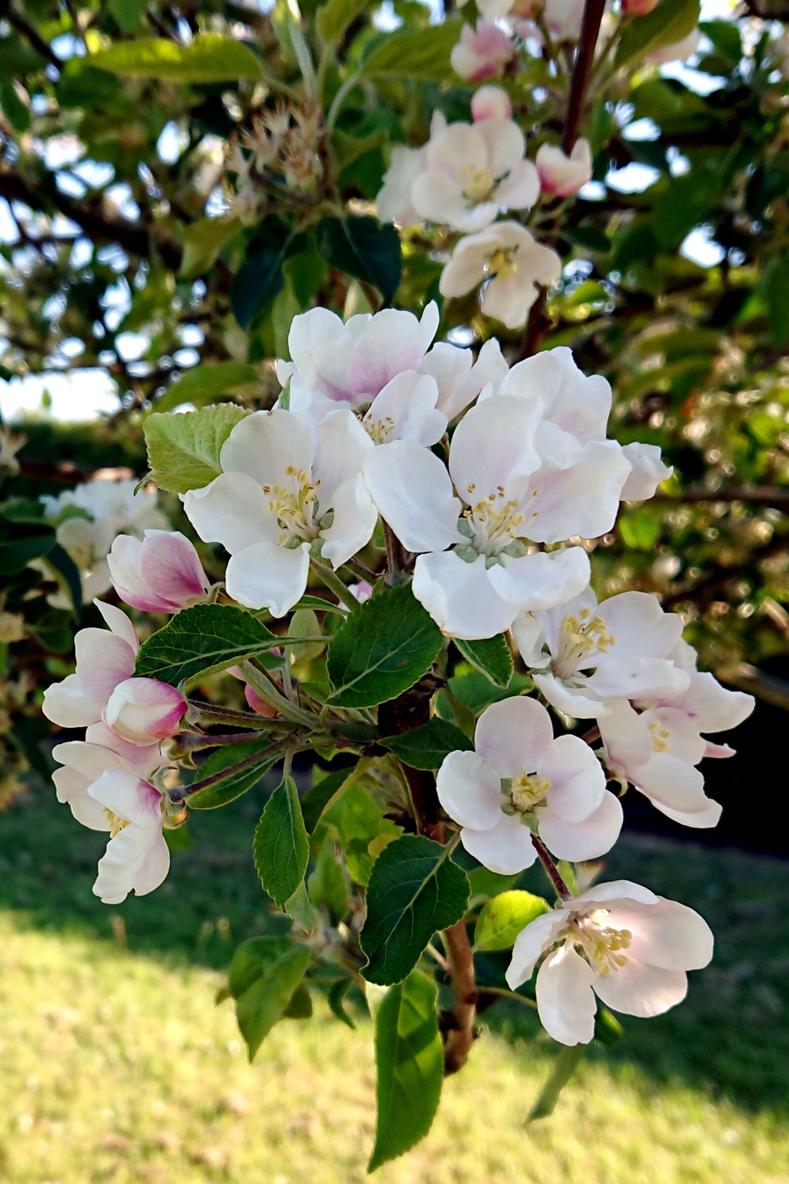 Sony Xperia XZ Premium sample photo. Apple blossom, tree, spring photography