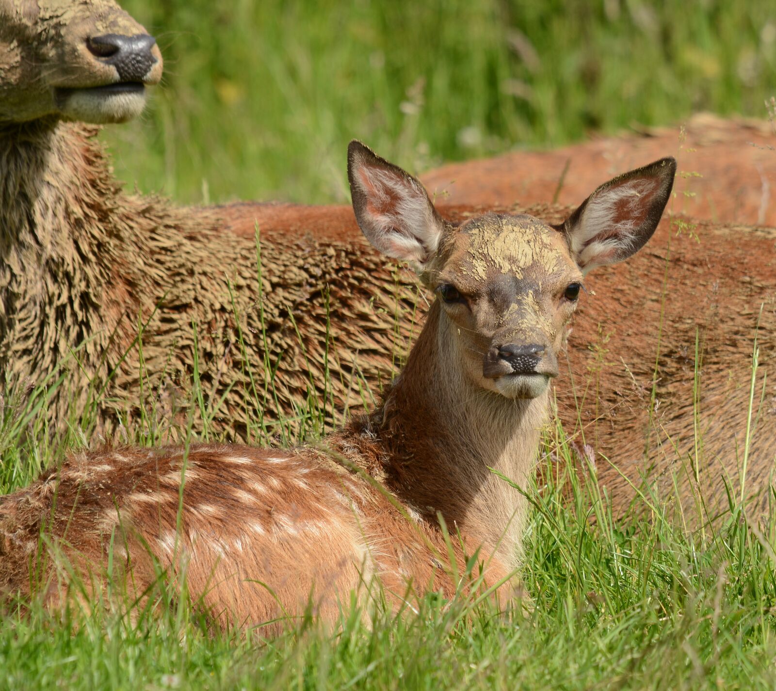 Nikon D7100 sample photo. Deer, young, fawn photography