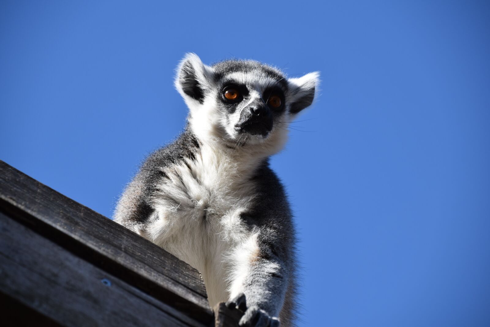Nikon D5600 sample photo. Lemur, maki catta, stripes photography