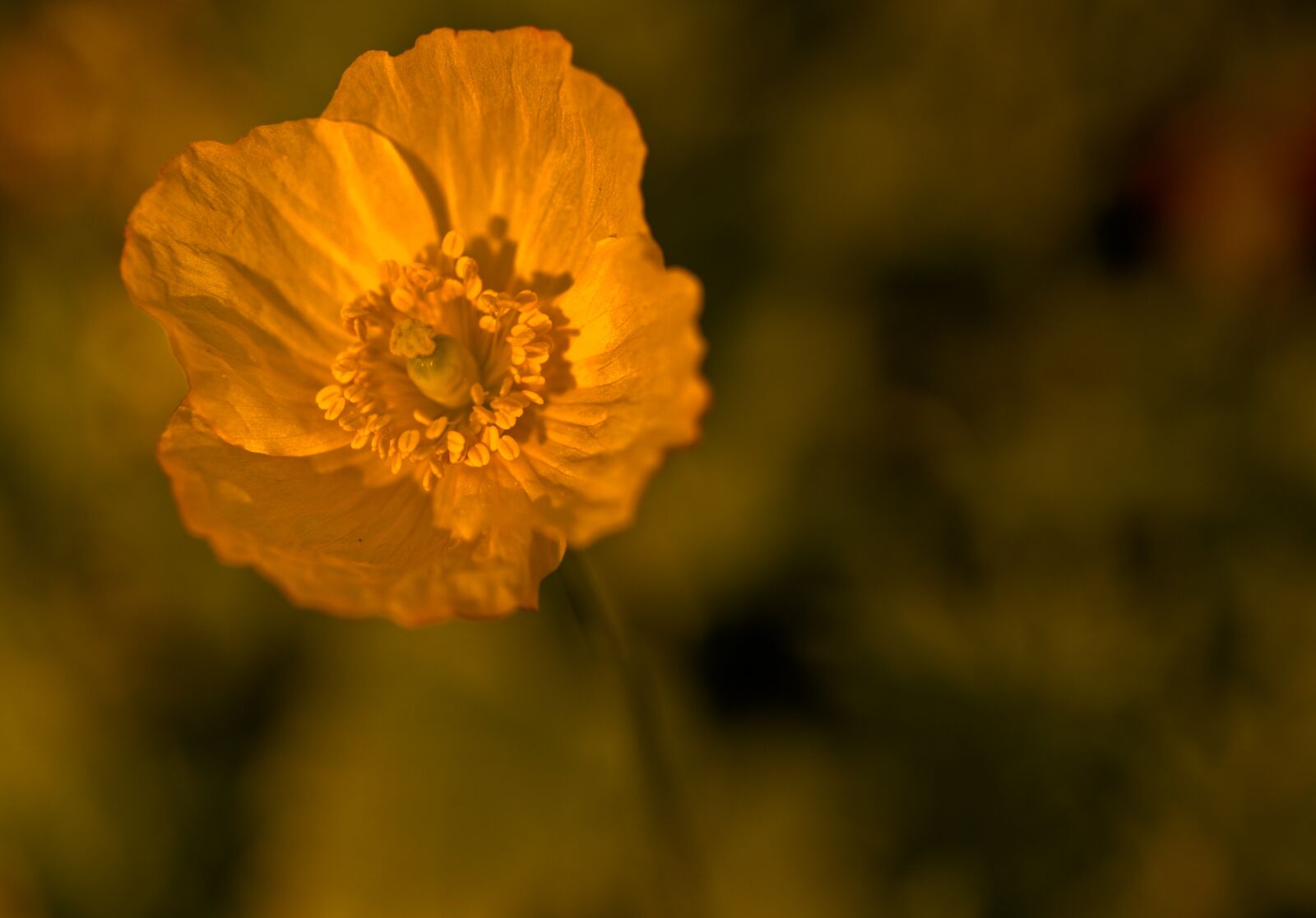 Nikon D610 sample photo. Blossom, bloom, flower photography