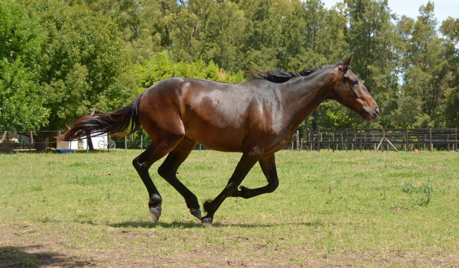 Nikon D7100 sample photo. Horse, career, horse race photography