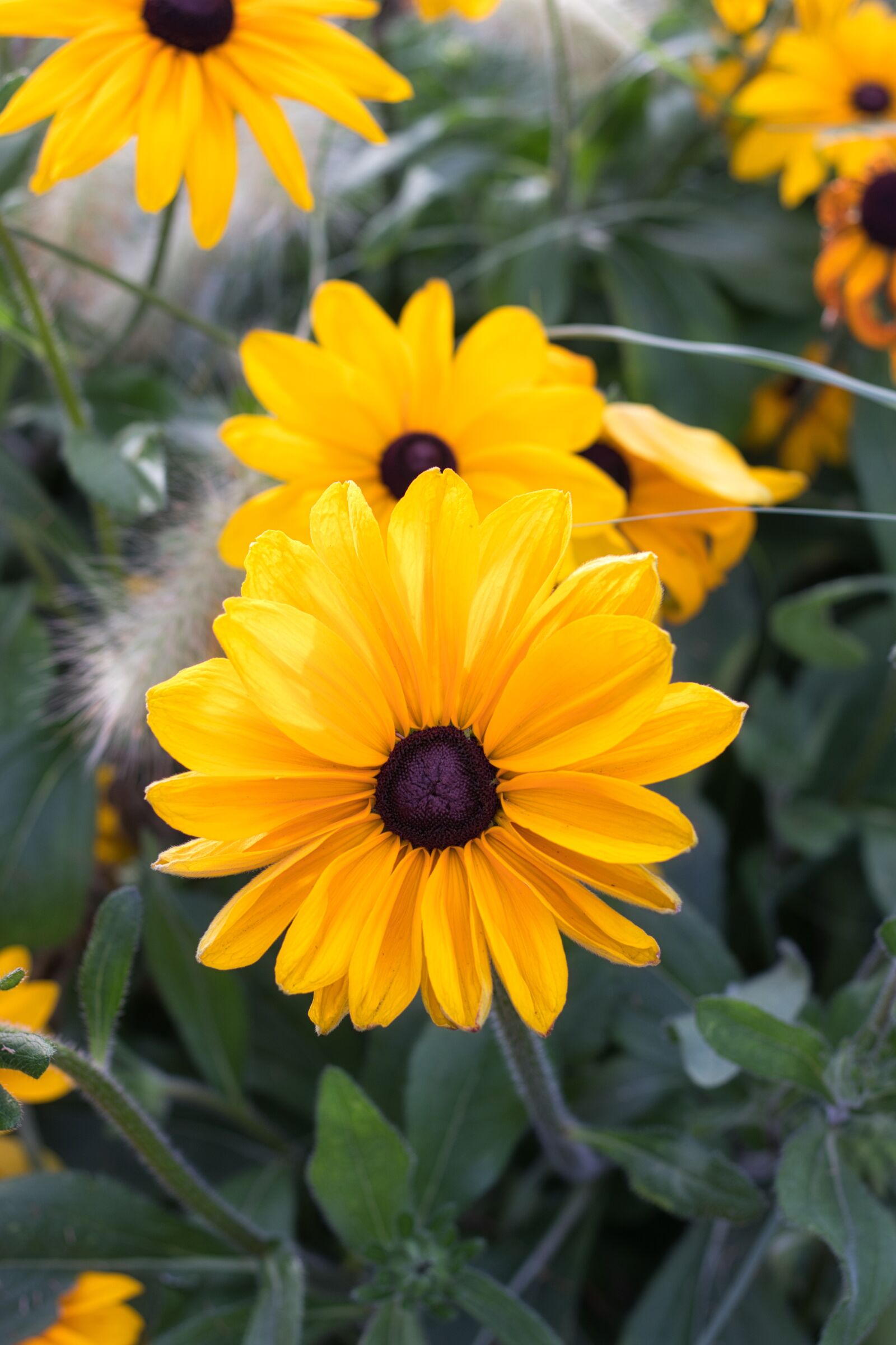 Canon EOS 200D (EOS Rebel SL2 / EOS Kiss X9) + Canon EF 50mm F1.8 STM sample photo. Flower, yellow, blossom photography