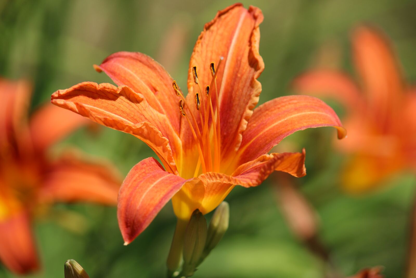 Canon EF-S 55-250mm F4-5.6 IS sample photo. Orange, nature, flowers photography