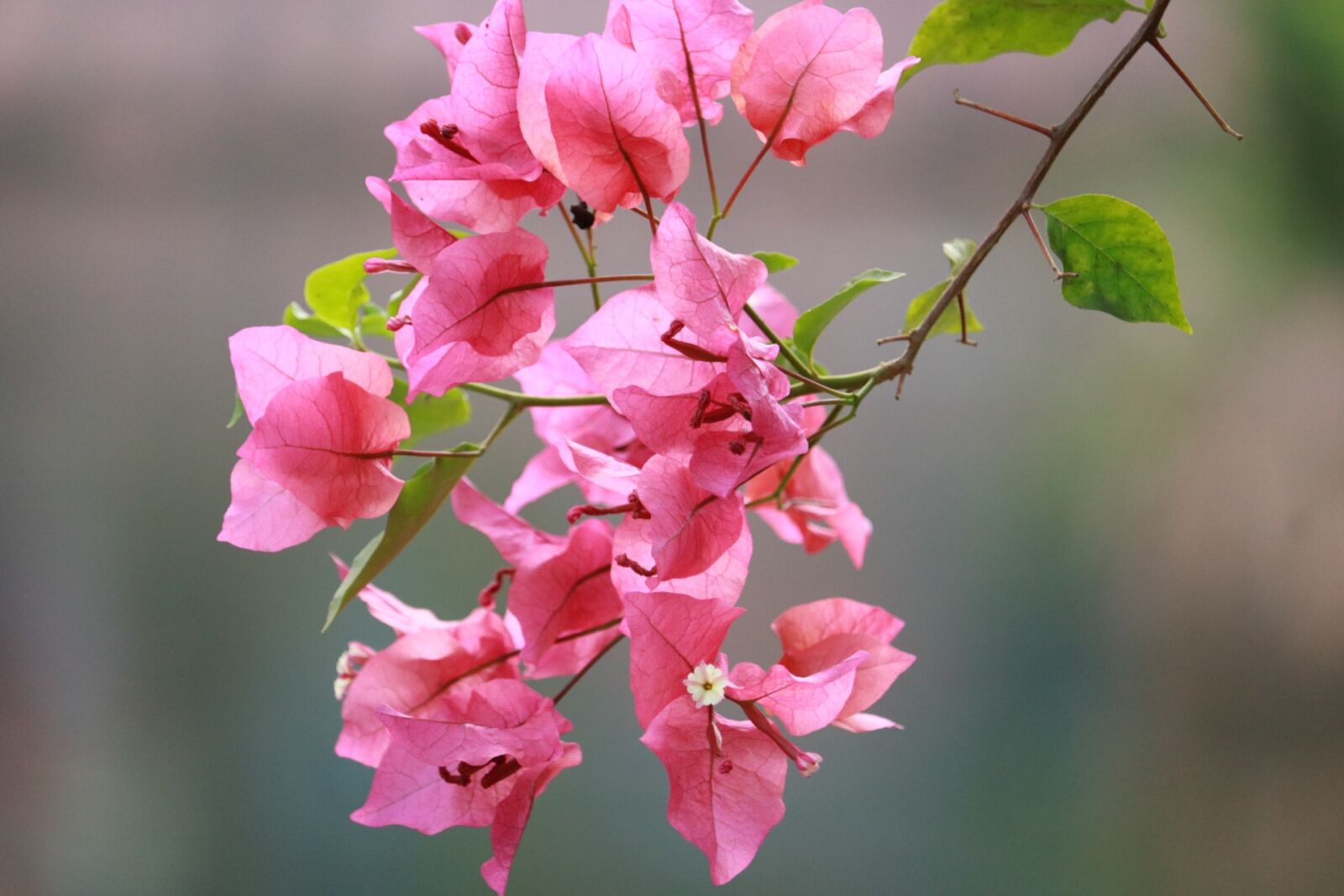 Canon EOS 750D (EOS Rebel T6i / EOS Kiss X8i) sample photo. Flower, pink, nature photography