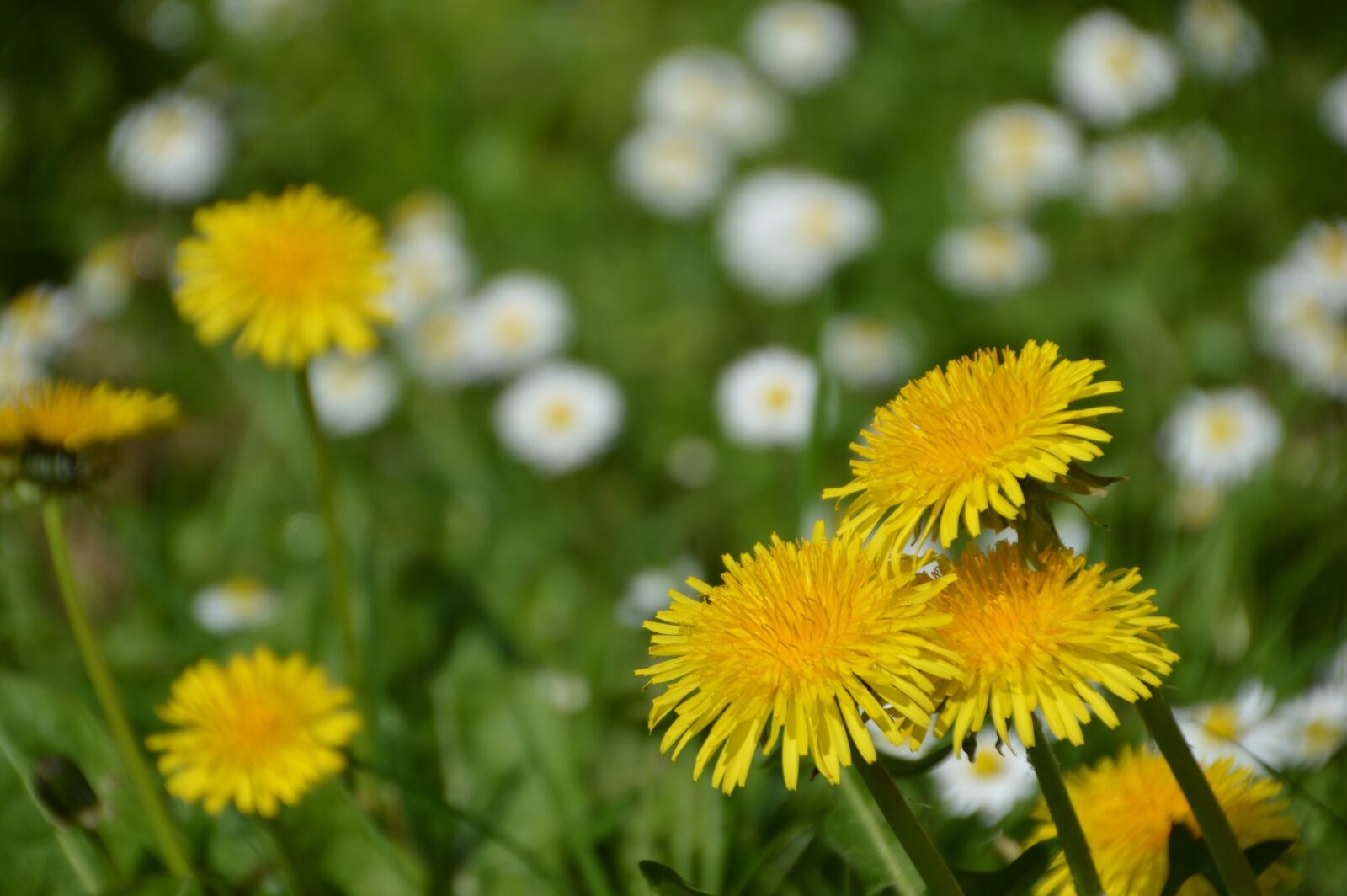 Nikon D3200 sample photo. Dandelion, flower, nature photography