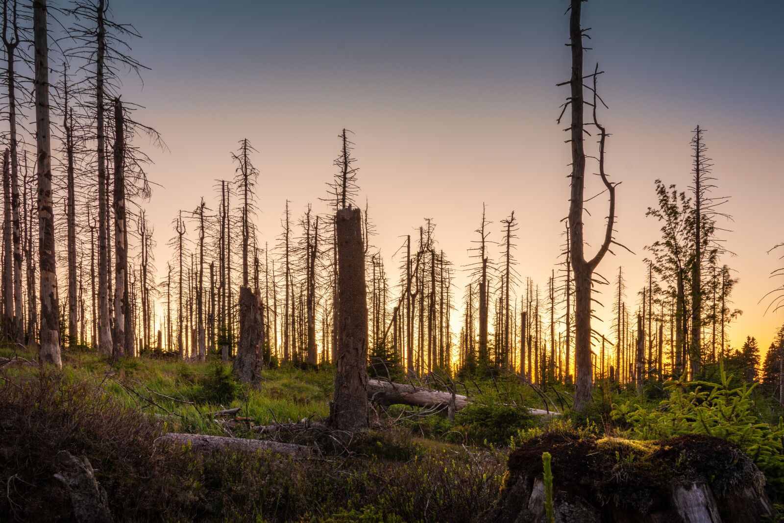Nikon D7200 sample photo. Forest, dead plant, totwald photography
