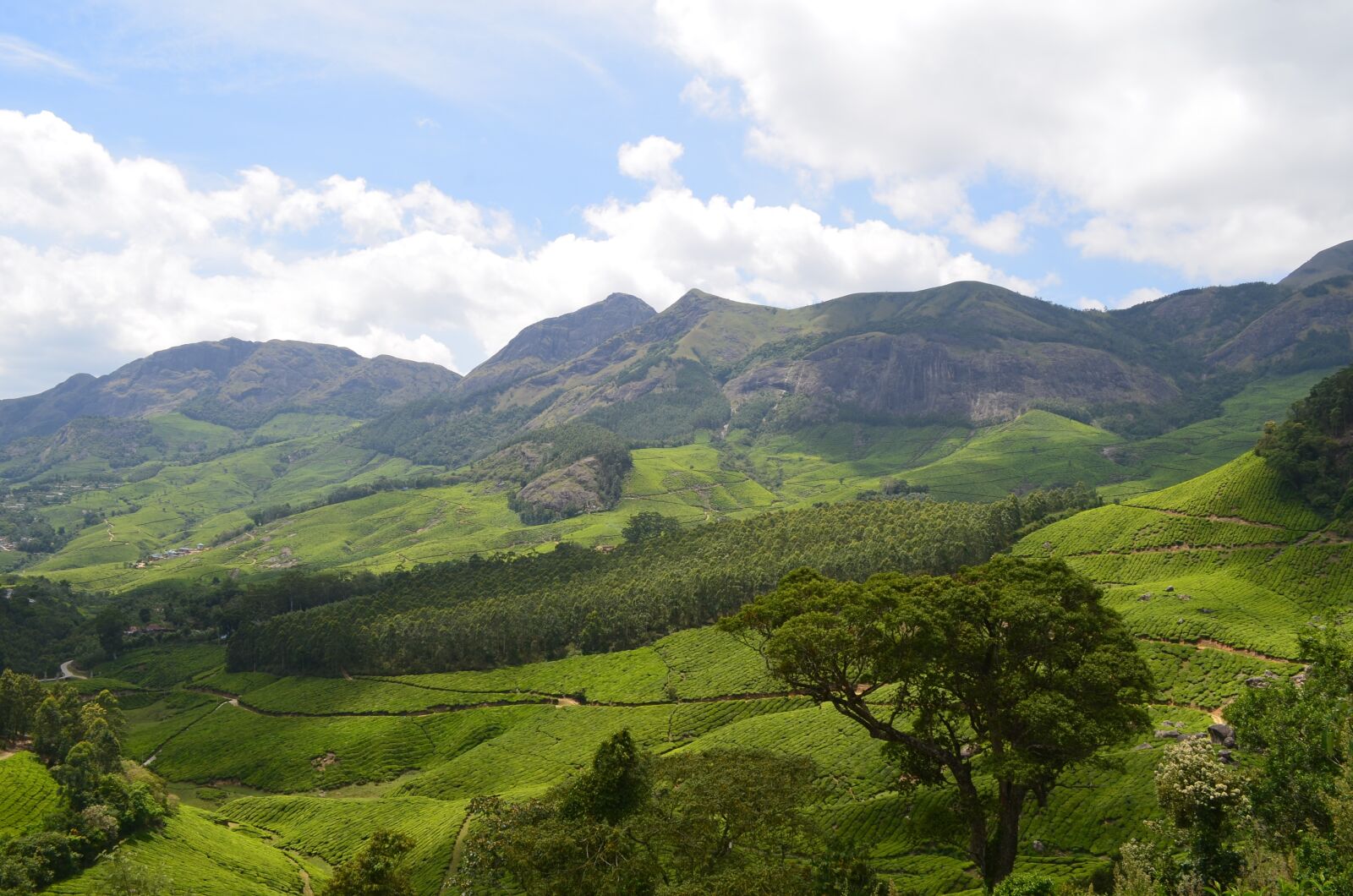 Nikon D5100 sample photo. Munnar, tea, plantation photography