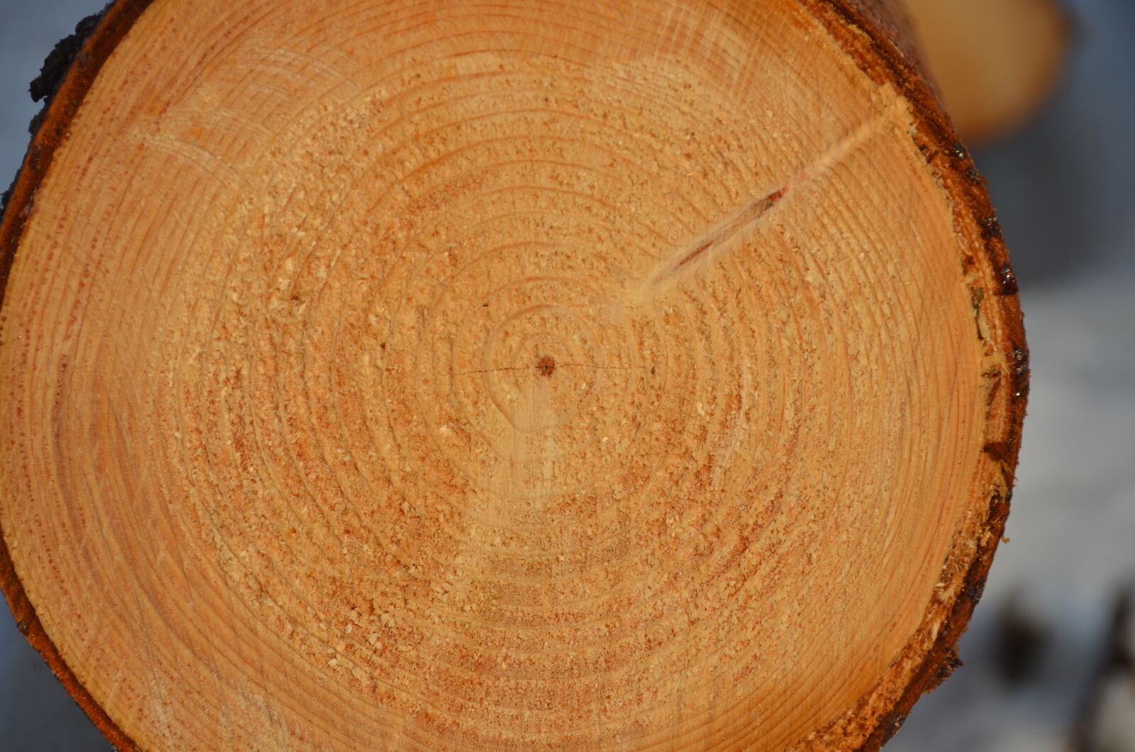 Nikon D7000 sample photo. Tree, annual rings, time photography