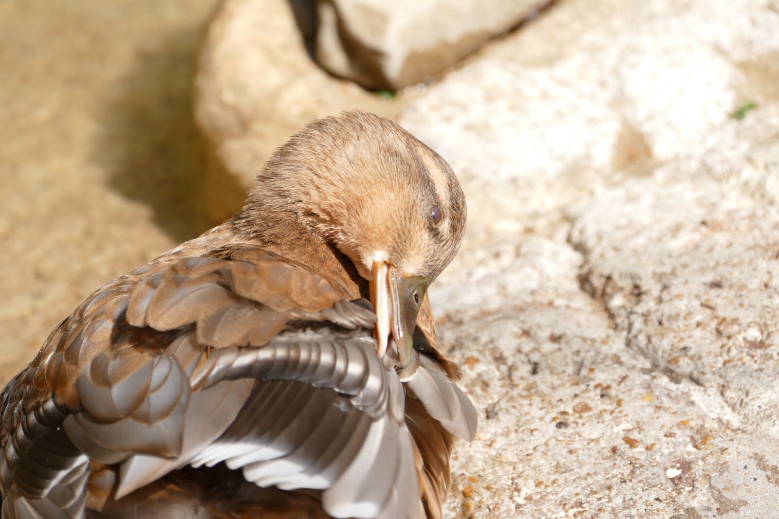 Panasonic Lumix DMC-FZ1000 sample photo. Bird, nature, wildlife photography