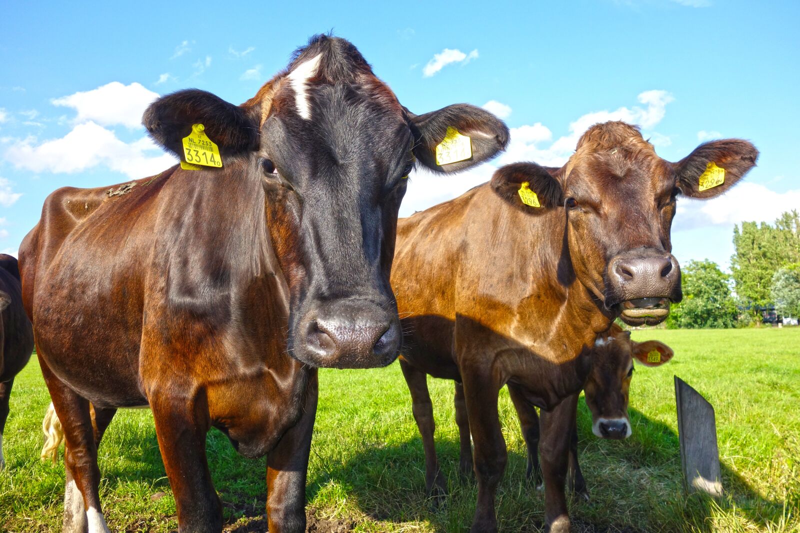 Sony Cyber-shot DSC-RX100 sample photo. Cow, cattle, livestock photography