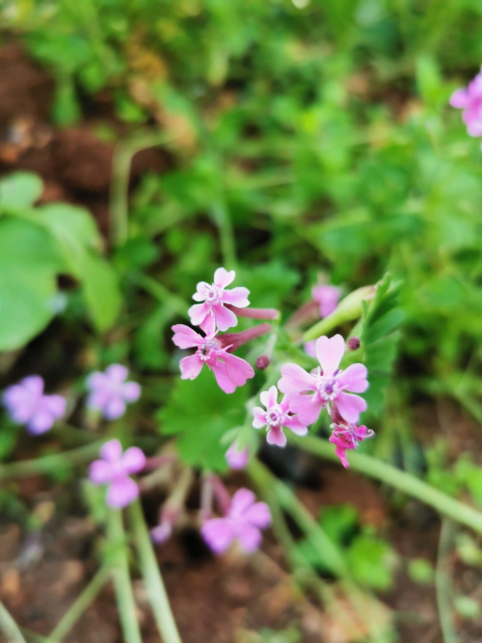 HUAWEI P30 Pro sample photo. Nature, landscape, flower photography
