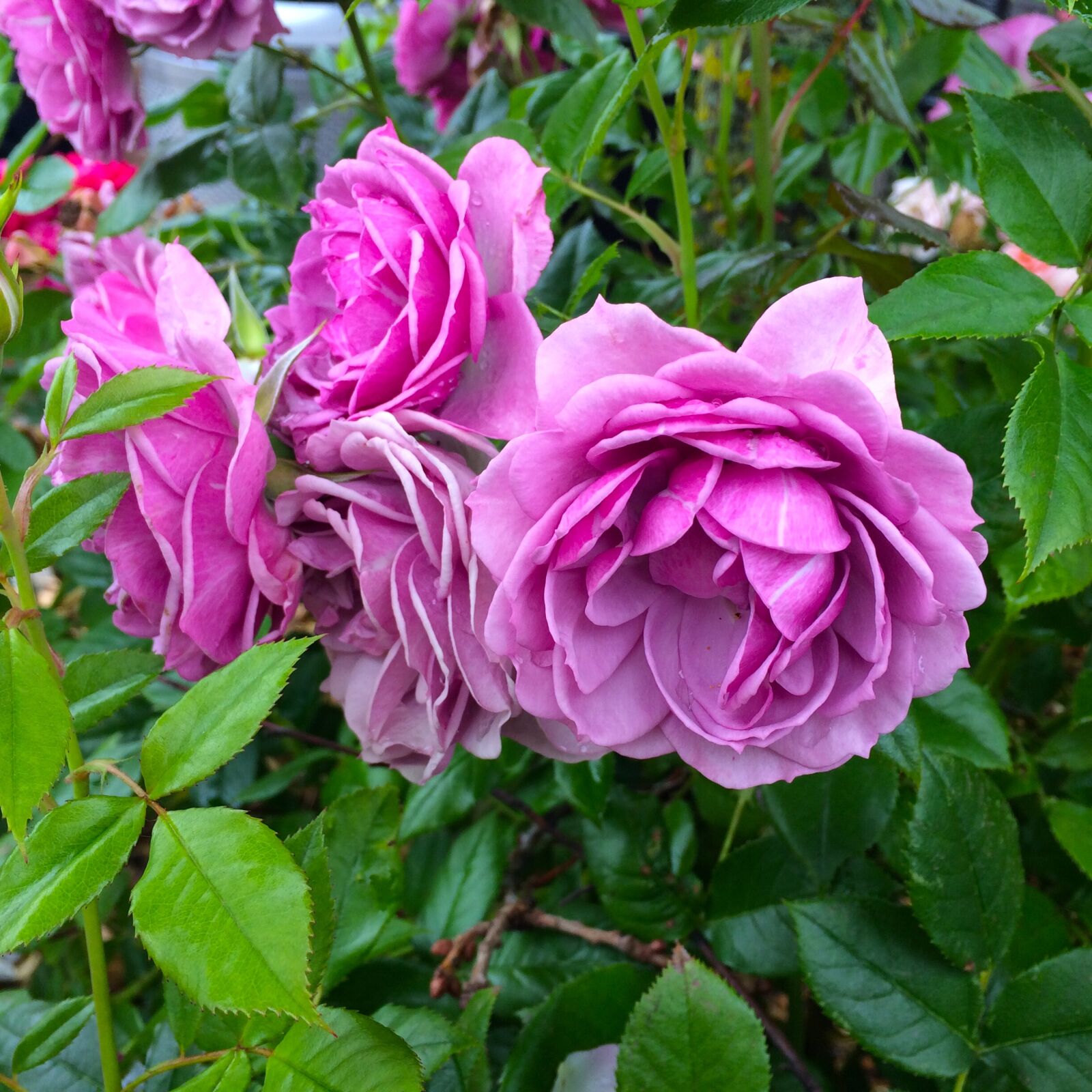 iPhone 5s back camera 4.15mm f/2.2 sample photo. English roses, strong pink photography