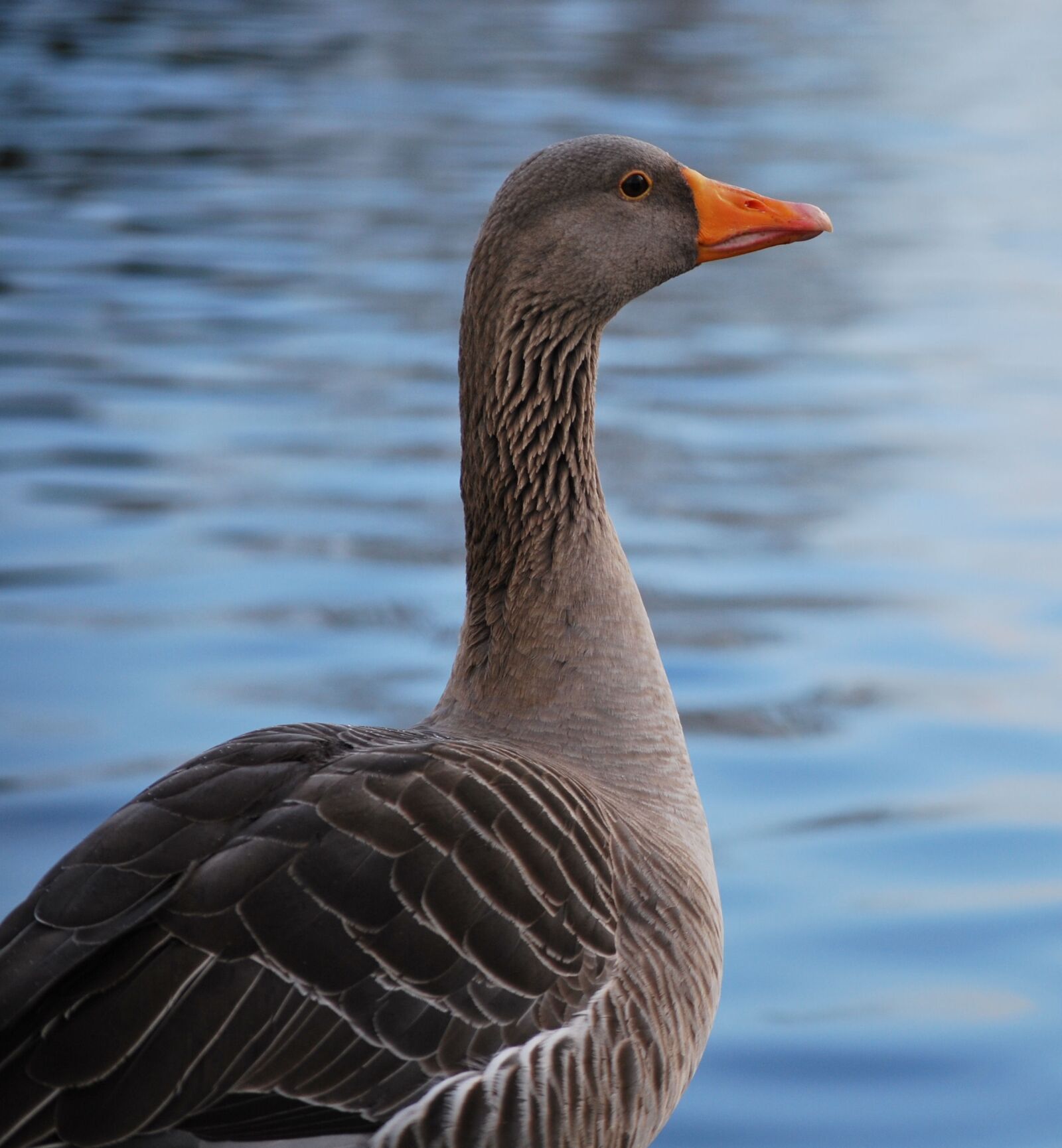 Nikon D60 sample photo. Bird, wildlife, nature photography