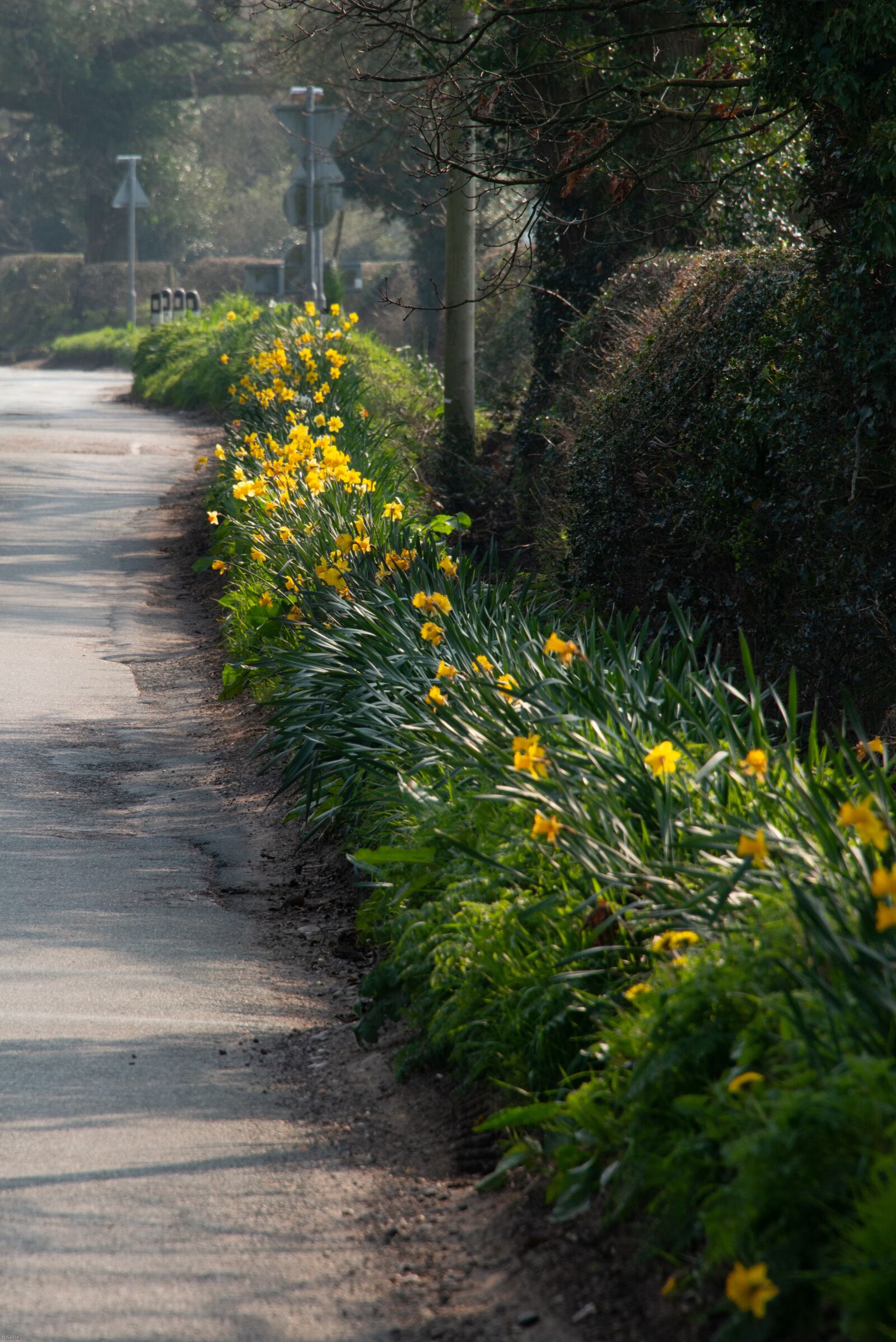 Nikon D800 sample photo. Daffodils, spring, country photography