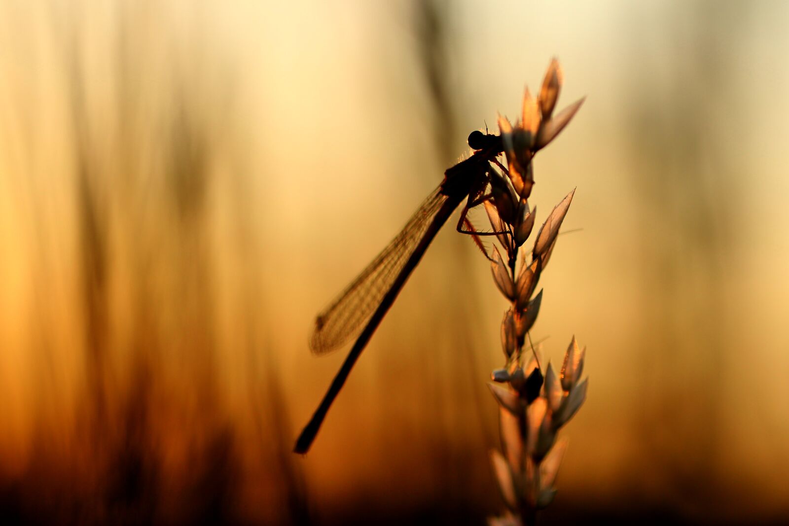 Tamron SP 90mm F2.8 Di VC USD 1:1 Macro sample photo. Dragonfly, backlighting, summer photography