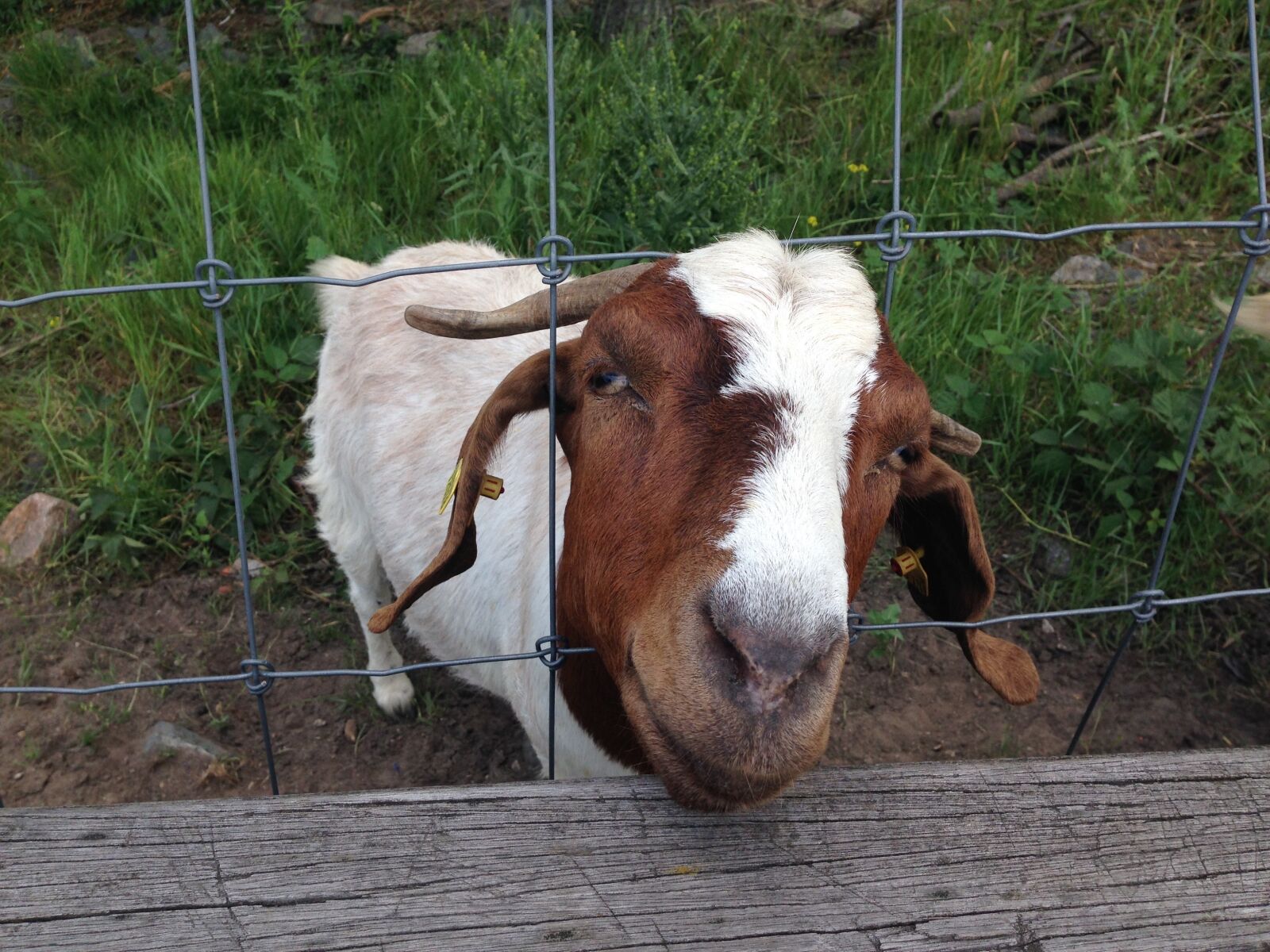 iPhone 5 back camera 4.12mm f/2.4 sample photo. Goat, fence, billy goat photography