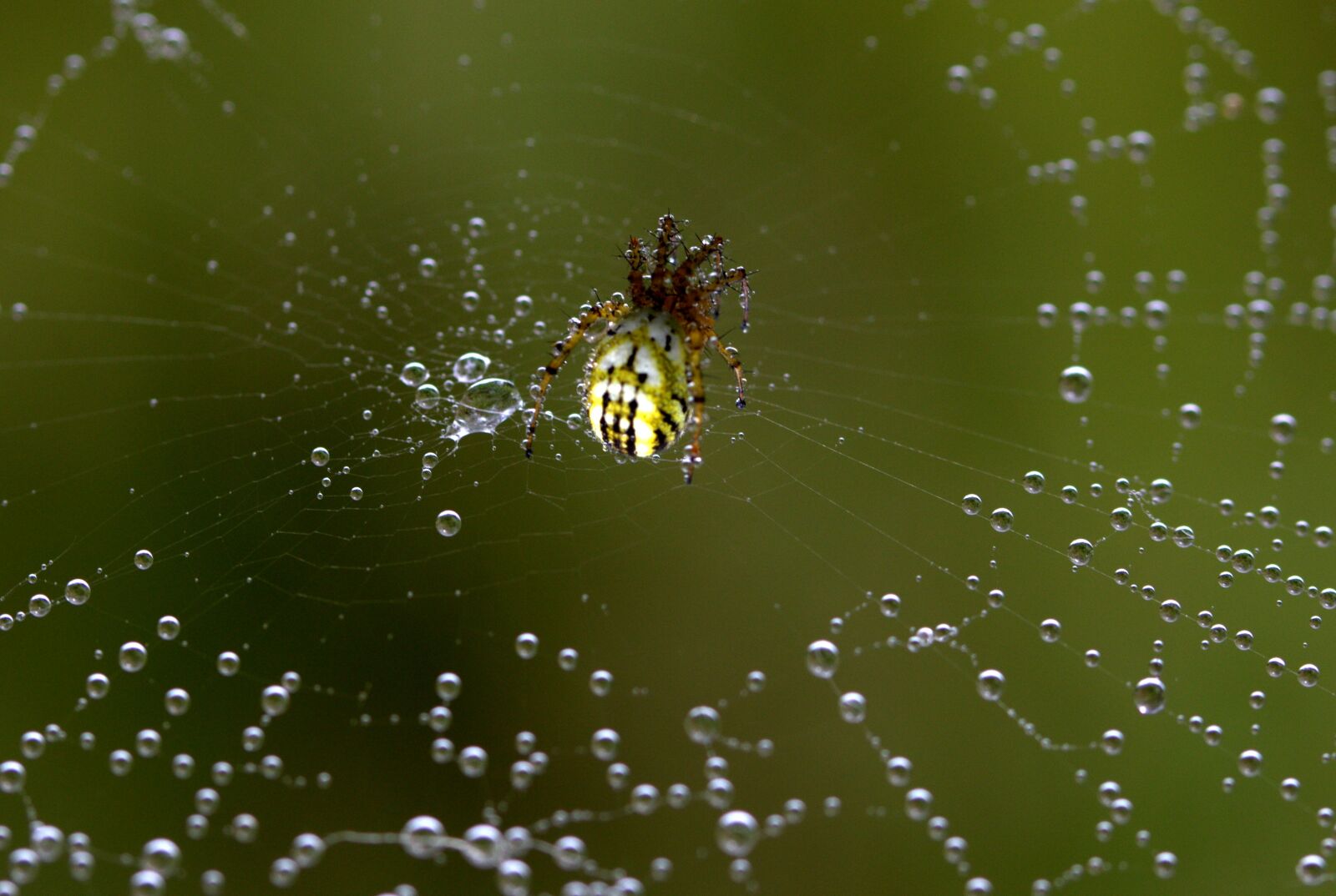 Canon EF-S 60mm F2.8 Macro USM sample photo. Spider, spider web, hooked photography