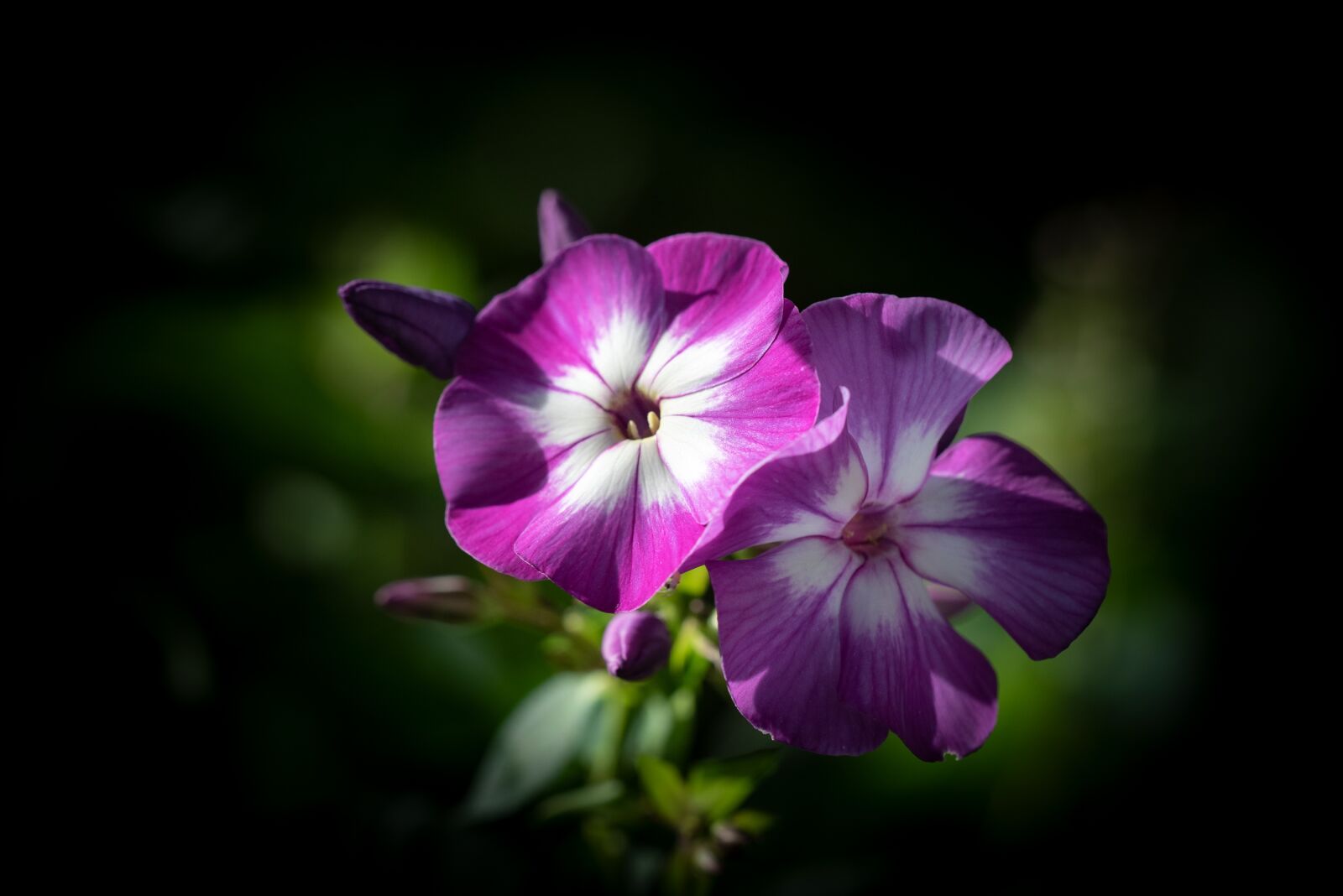 Nikon D750 sample photo. Phlox, flower, blossom photography