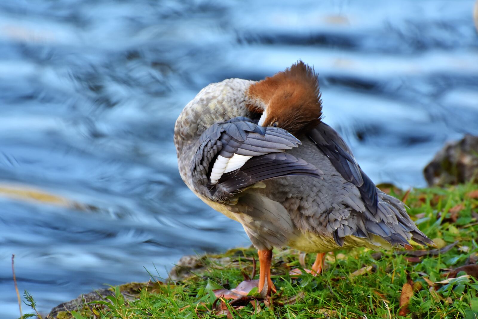 Nikon D7200 sample photo. Merganser, duck, water bird photography