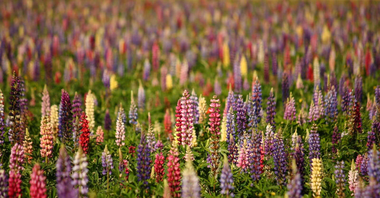 Canon EOS 400D (EOS Digital Rebel XTi / EOS Kiss Digital X) sample photo. Lupins, natural, summer photography