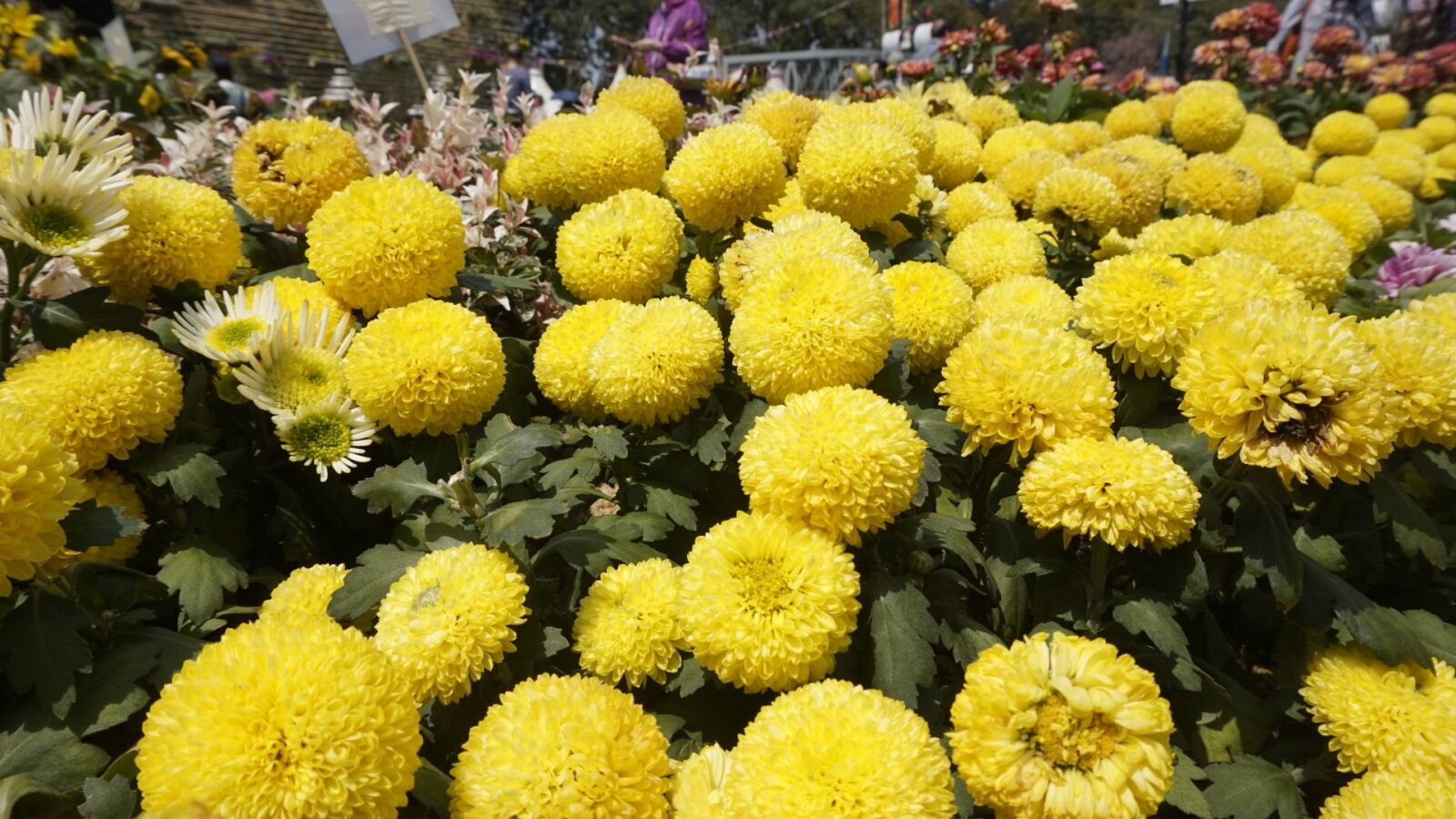 Sony Alpha a5000 (ILCE 5000) sample photo. Nature, flower, flora photography