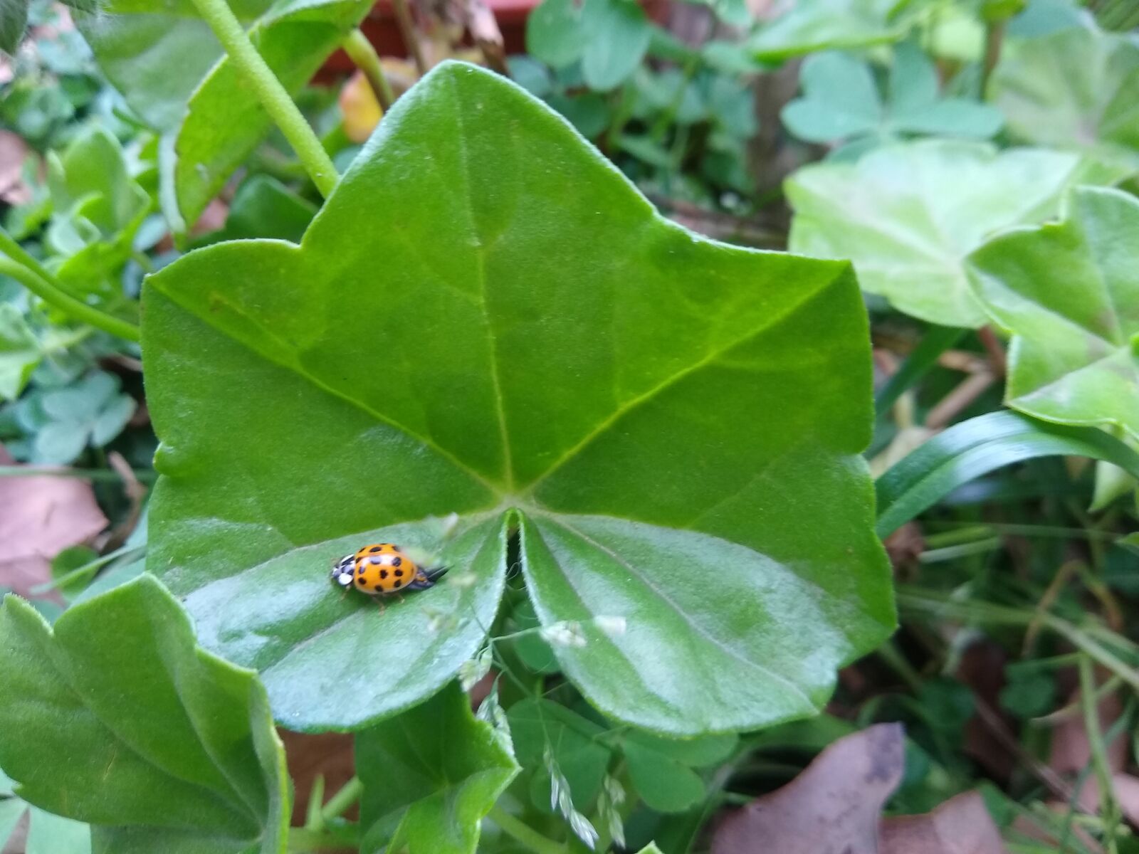 Motorola moto g(7) sample photo. Nature, leaves, green photography