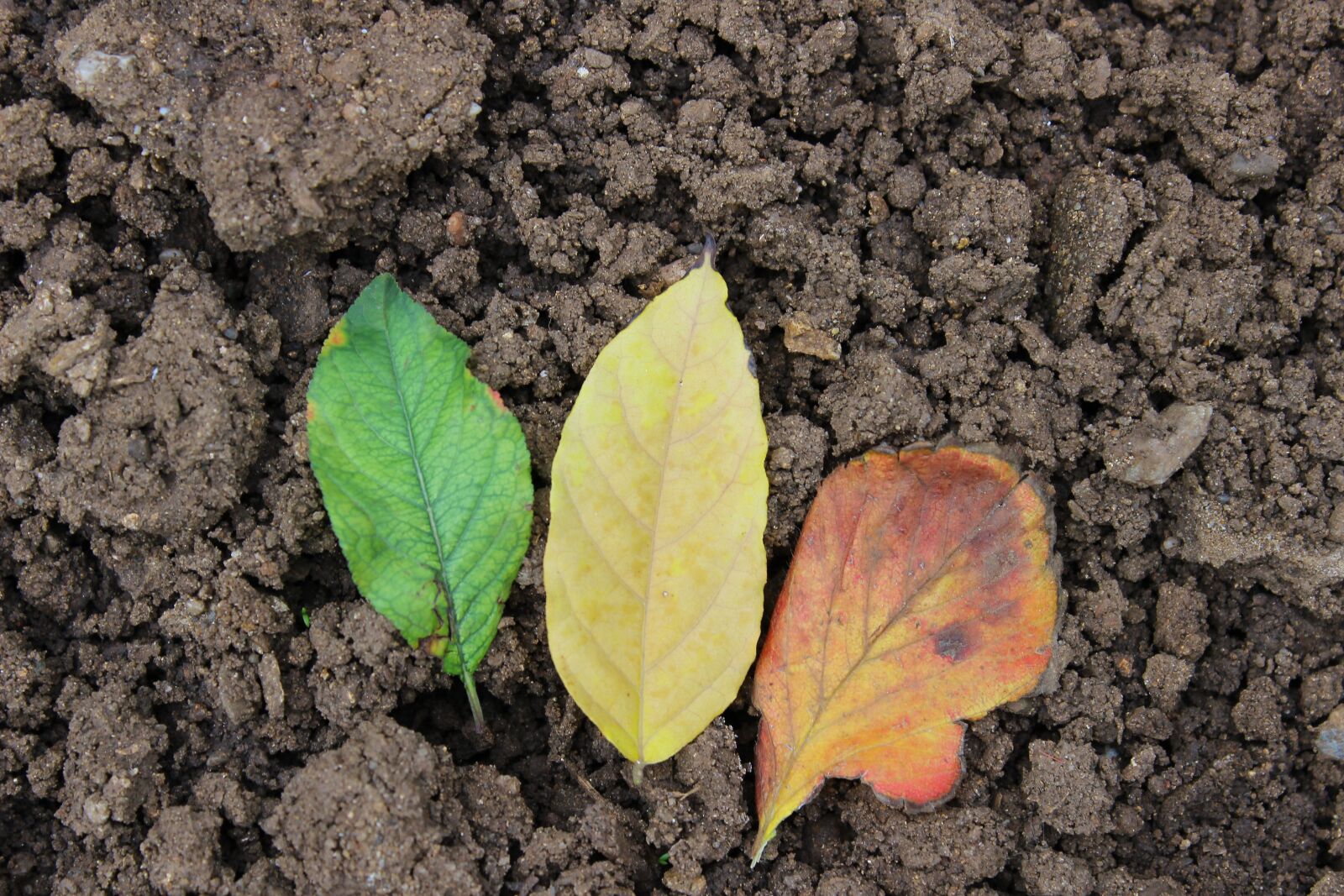 Canon EOS 600D (Rebel EOS T3i / EOS Kiss X5) sample photo. Leaf, colors, multi-color photography