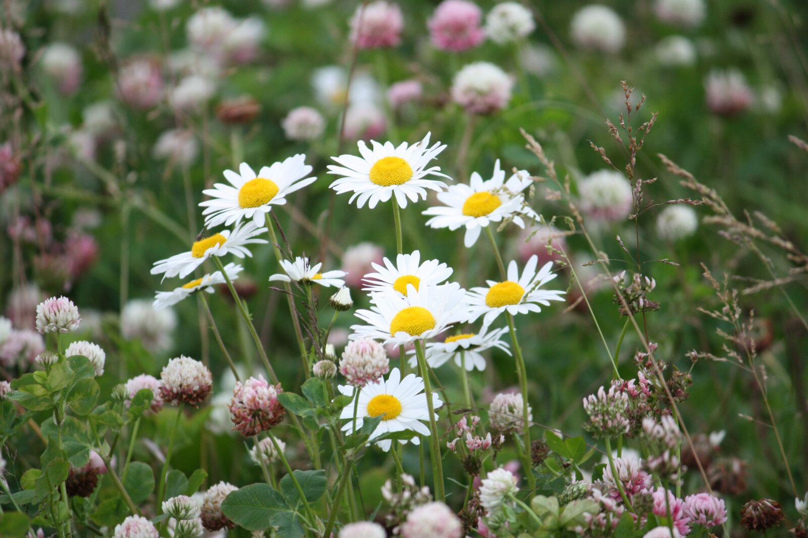Canon EOS 450D (EOS Rebel XSi / EOS Kiss X2) sample photo. Summer meadow, flower bed photography