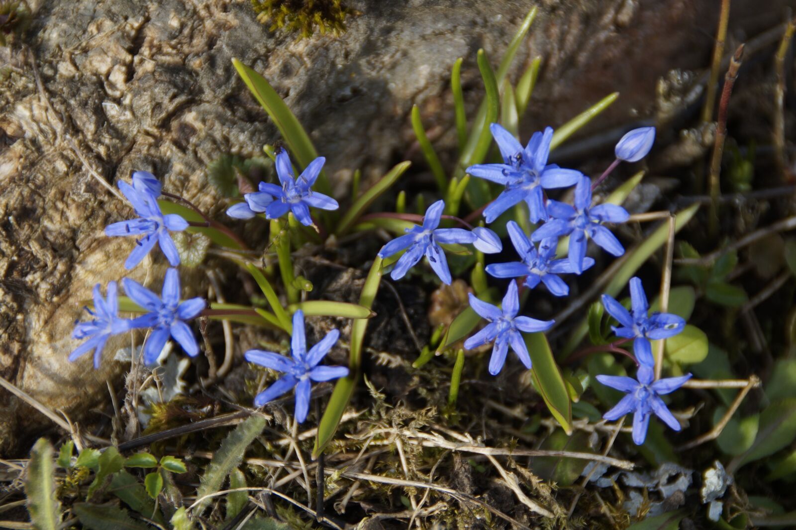 Sony SLT-A58 sample photo. Nature, plant, flower photography